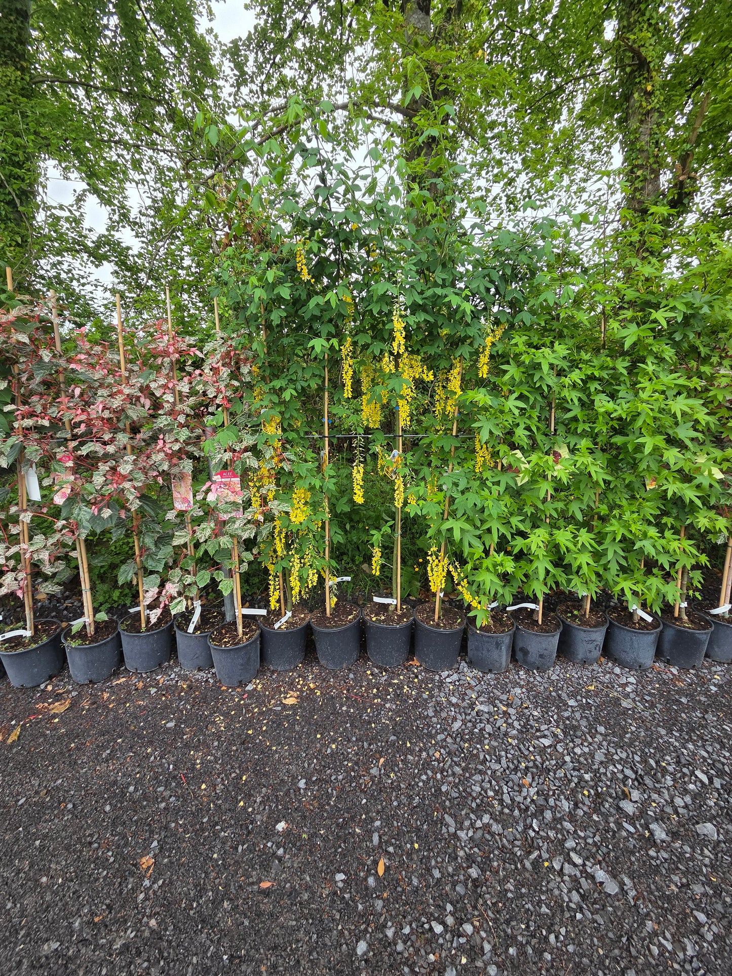 Laburnum x watereri 'Vossii' (Golden Chain Tree)