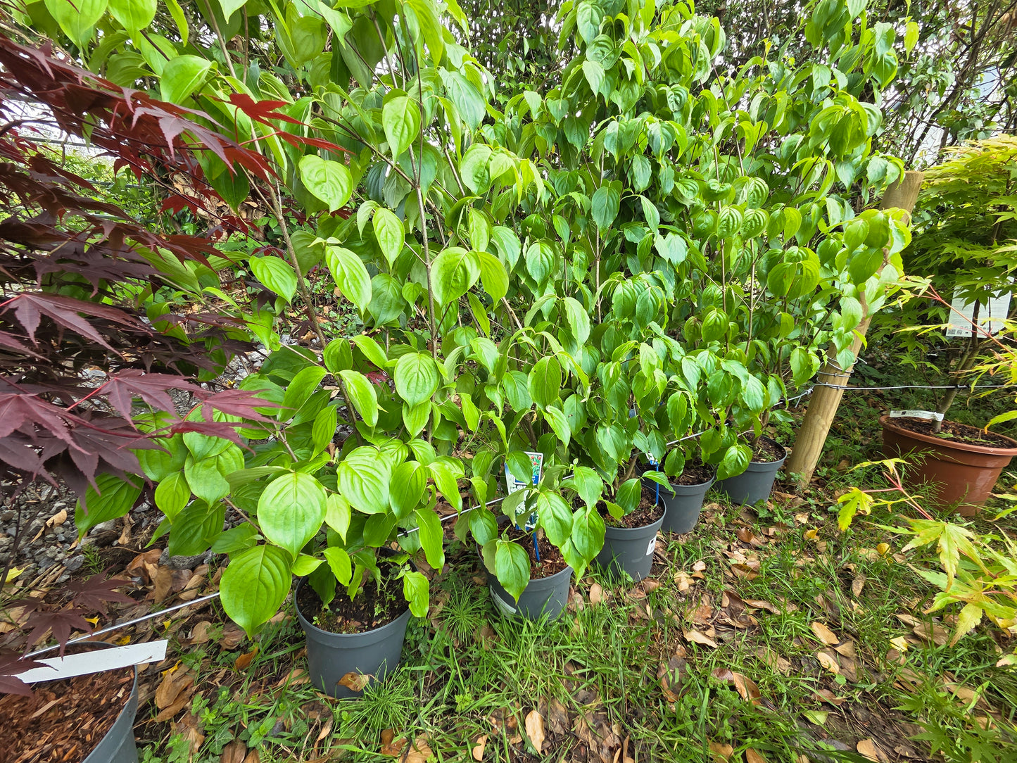 Cornus kousa var. chinensis (Chinese Dogwood)