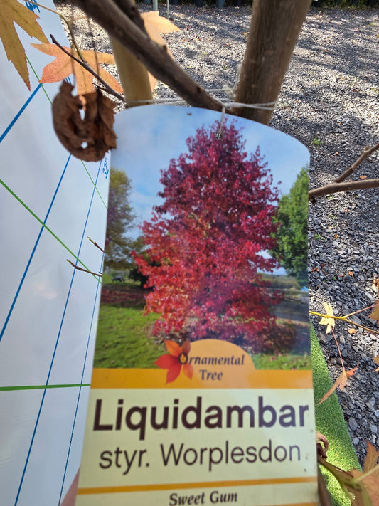 Liquidambar styraciflua 'Worplesdon' (Sweet Gum)
