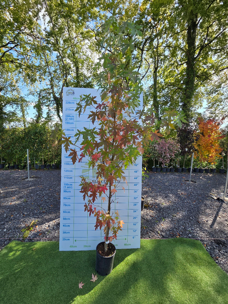 Liquidambar styraciflua 'Worplesdon' (Sweet Gum)