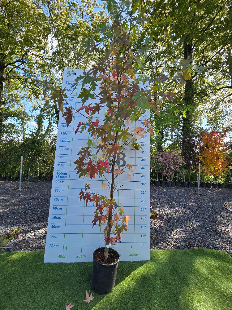 Liquidambar styraciflua 'Worplesdon' (Sweet Gum)