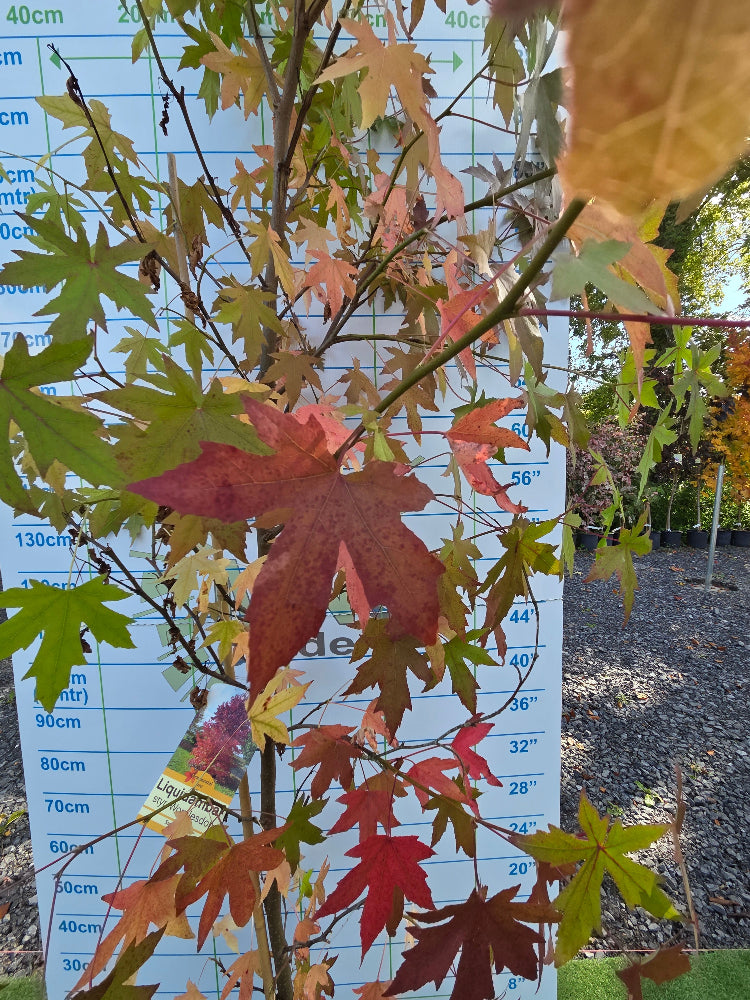 Liquidambar styraciflua 'Worplesdon' (Sweet Gum)
