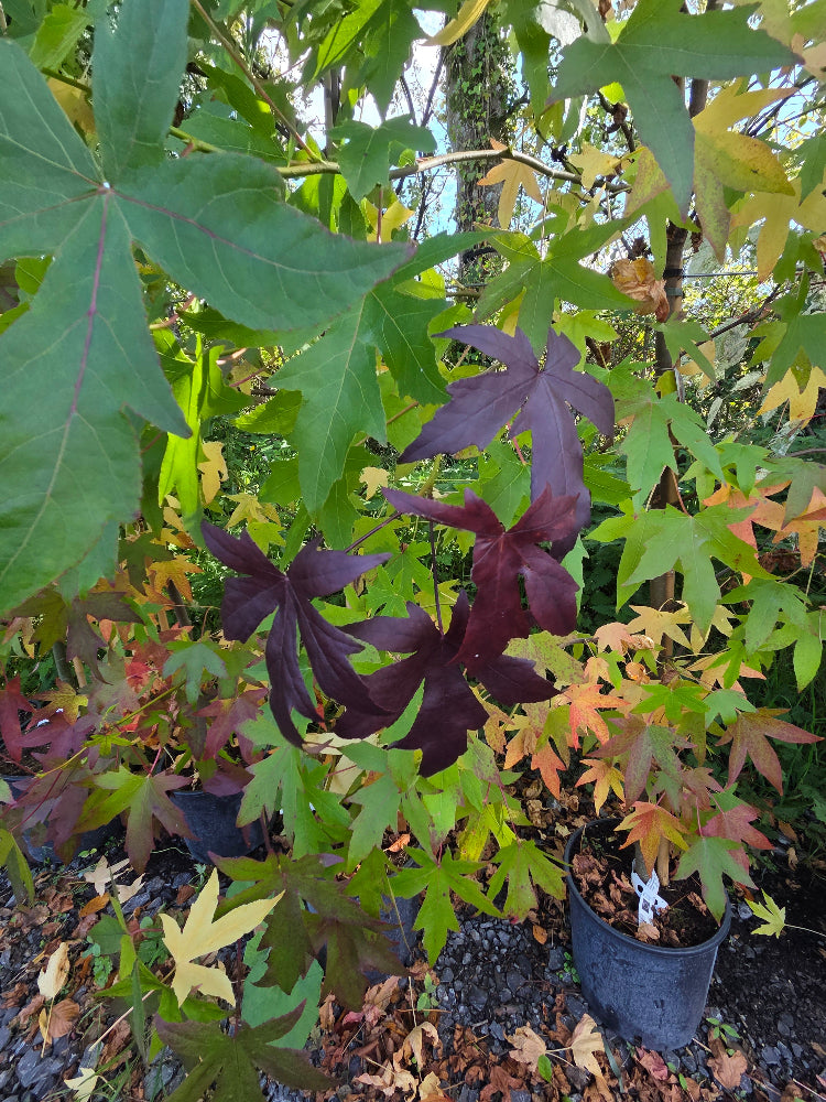 Liquidambar styraciflua 'Worplesdon' (Sweet Gum)