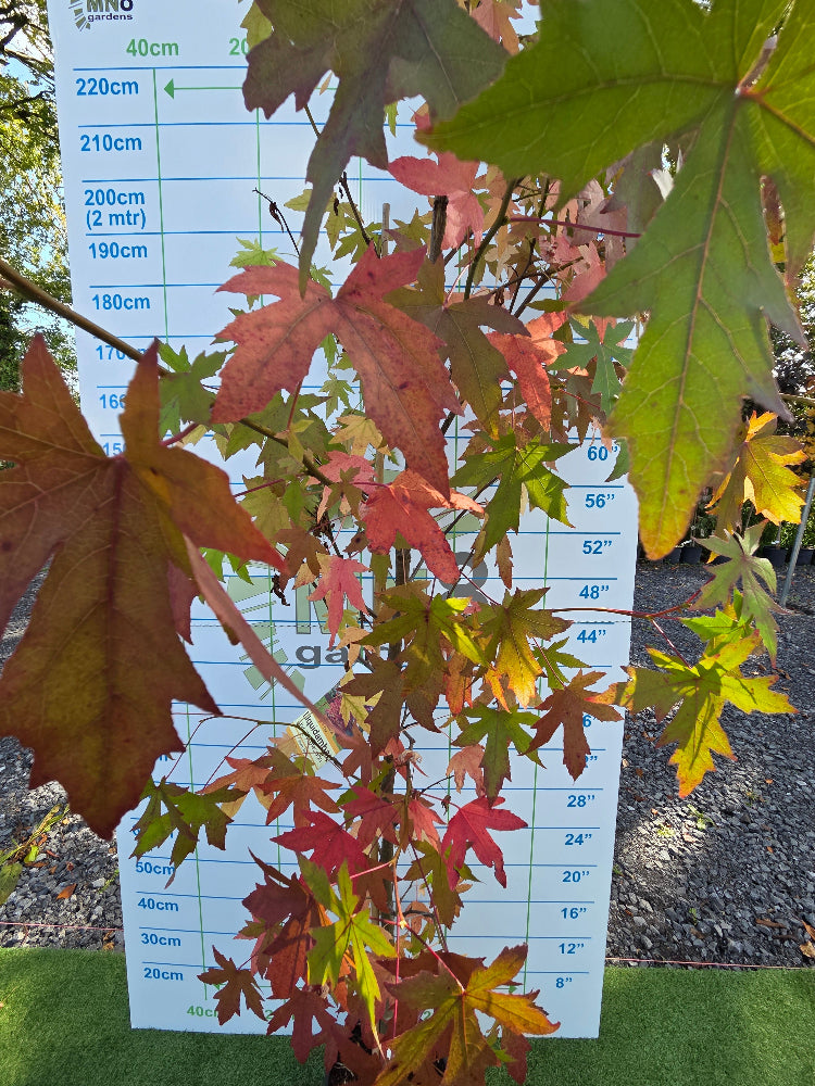 Liquidambar styraciflua 'Worplesdon' (Sweet Gum)