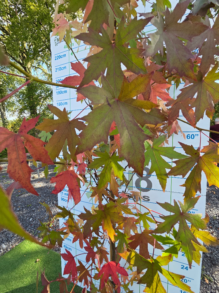 Liquidambar styraciflua 'Worplesdon' (Sweet Gum)
