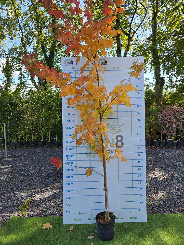** Flash Sale ** Acer Princeton  Gold (Golden Norway Maple) €45.00