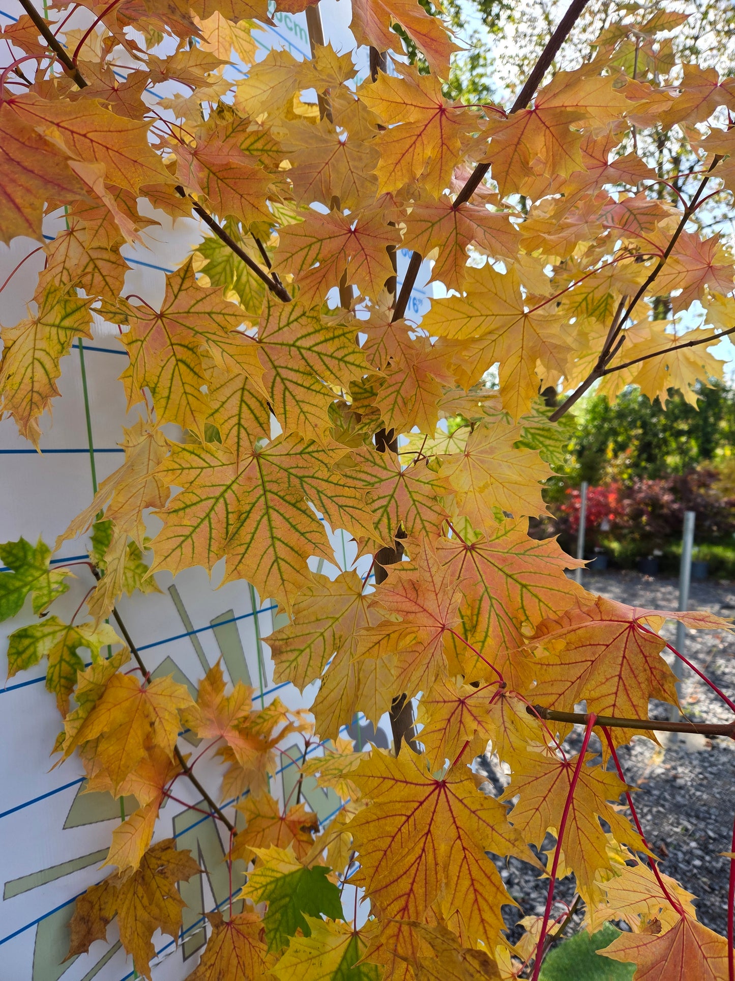 Acer platanoides 'Princeton Gold' (Golden Norway Maple)