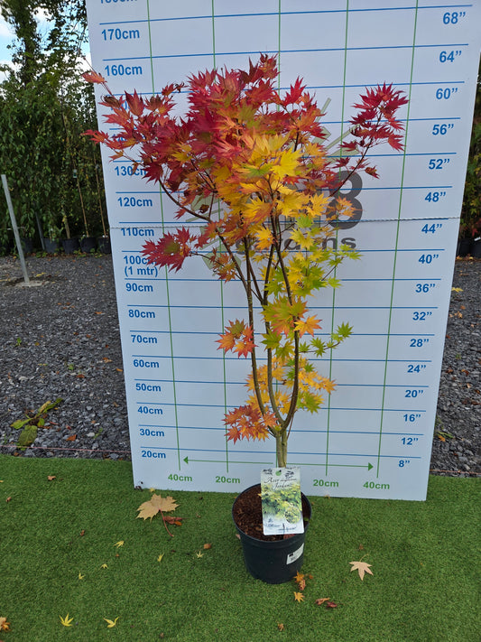 Acer shirasawanum 'Jordan' (Jordan Full Moon Maple)
