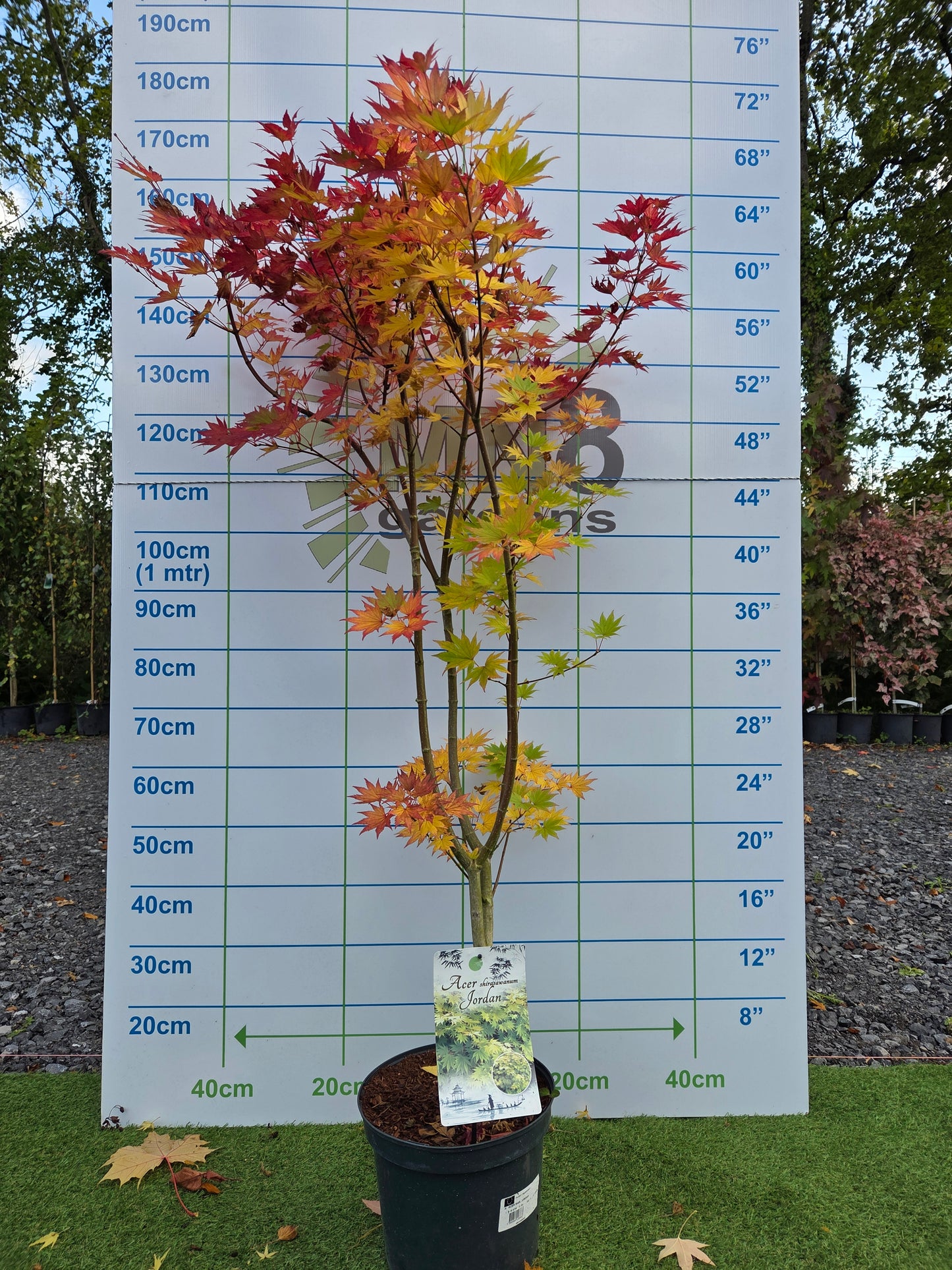 Acer shirasawanum 'Jordan' (Jordan Full Moon Maple)