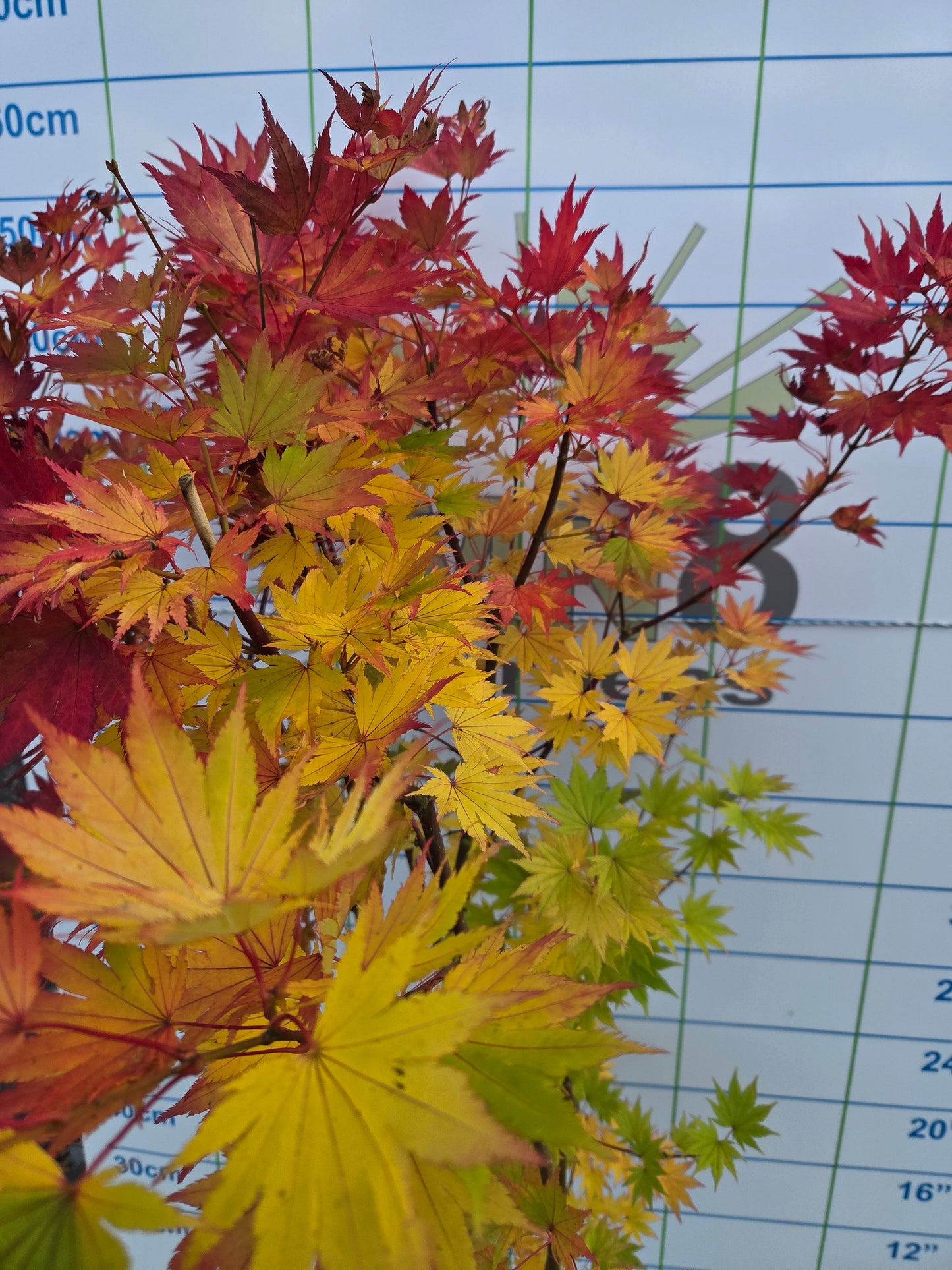 Acer shirasawanum 'Jordan' (Jordan Full Moon Maple)