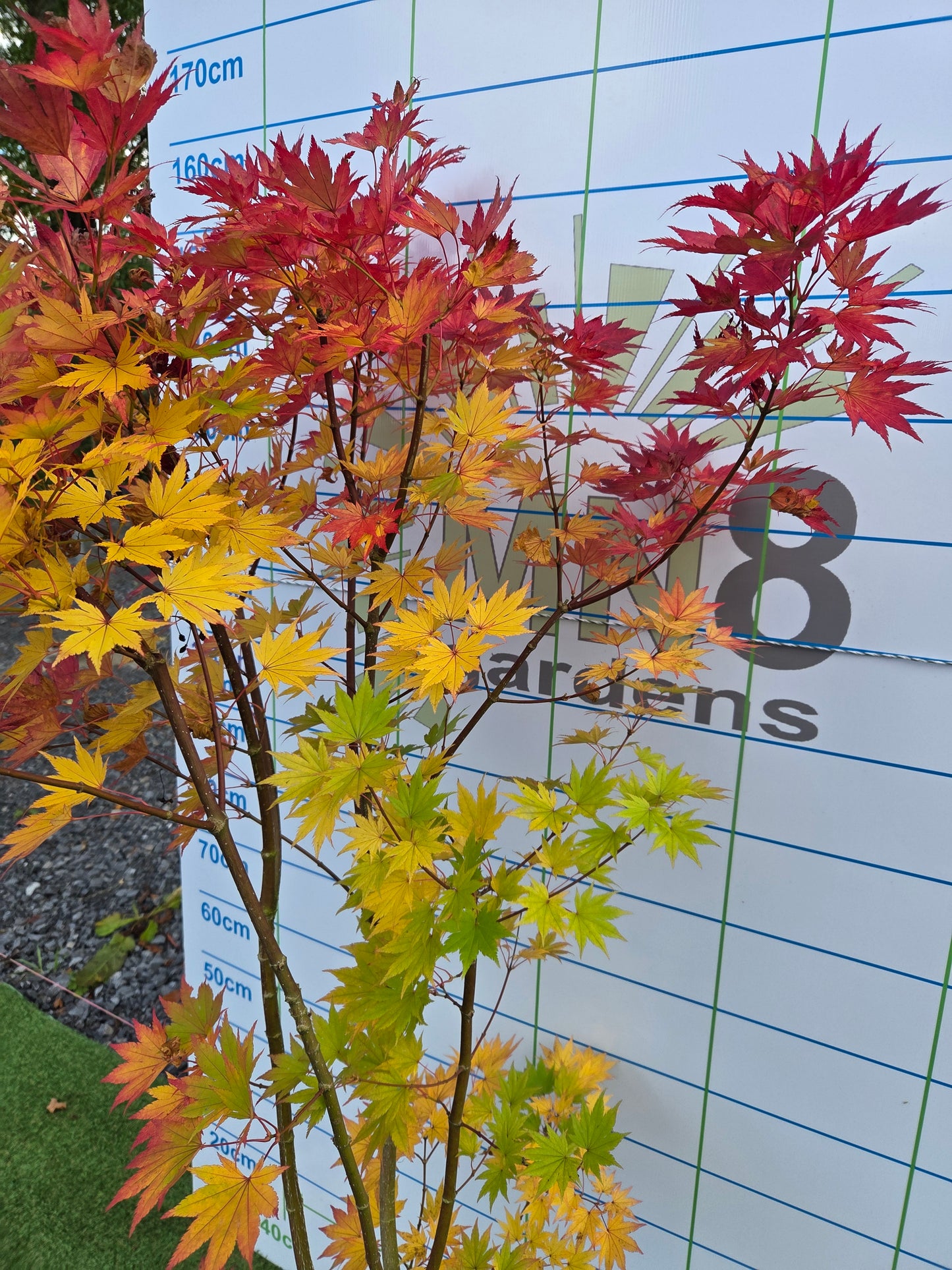 Acer shirasawanum 'Jordan' (Jordan Full Moon Maple)