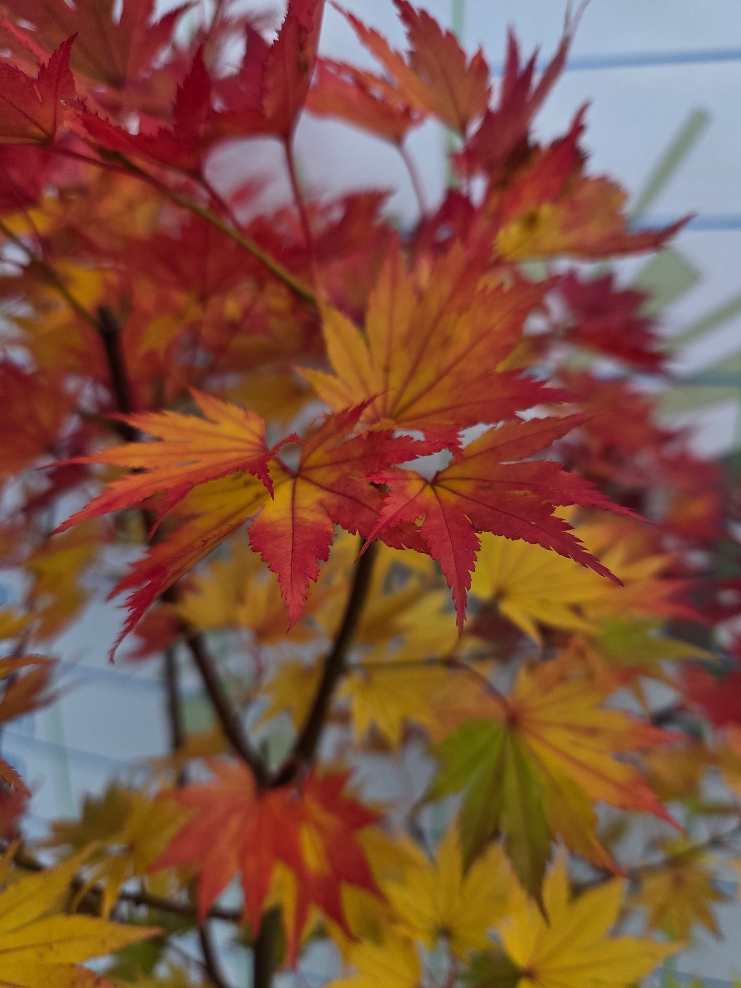 Acer shirasawanum 'Jordan' (Jordan Full Moon Maple)