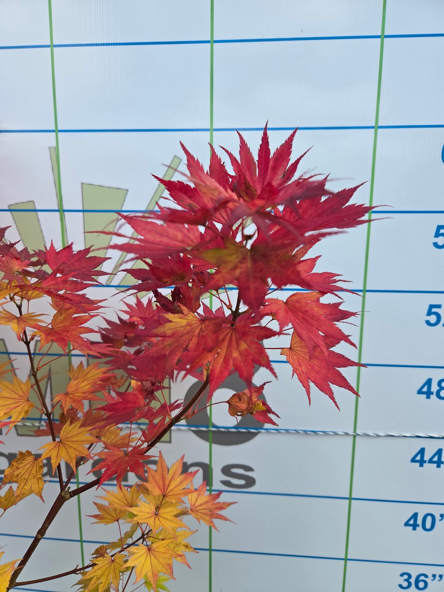 Acer shirasawanum 'Jordan' (Jordan Full Moon Maple)