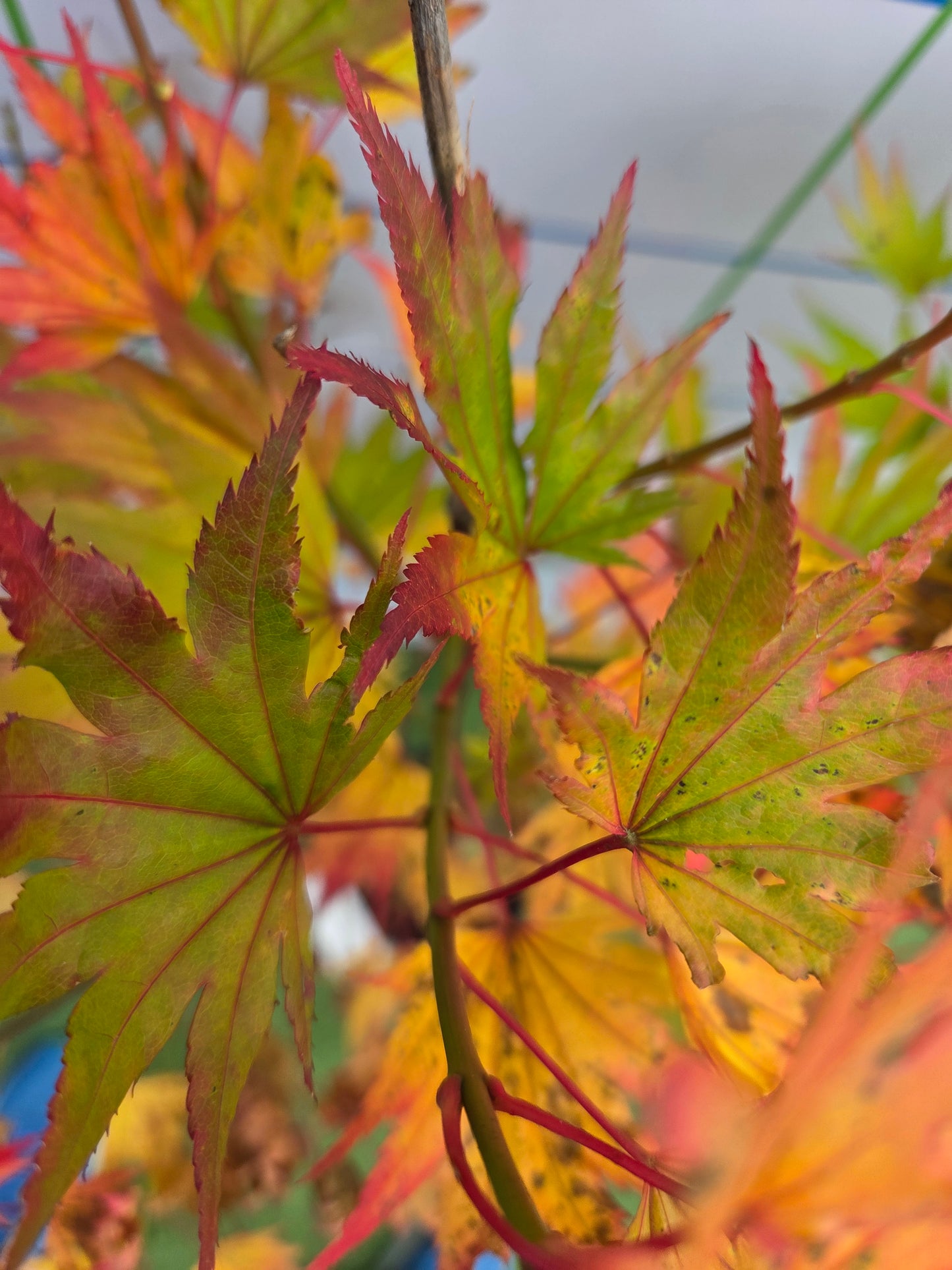 Acer shirasawanum 'Jordan' (Jordan Full Moon Maple)