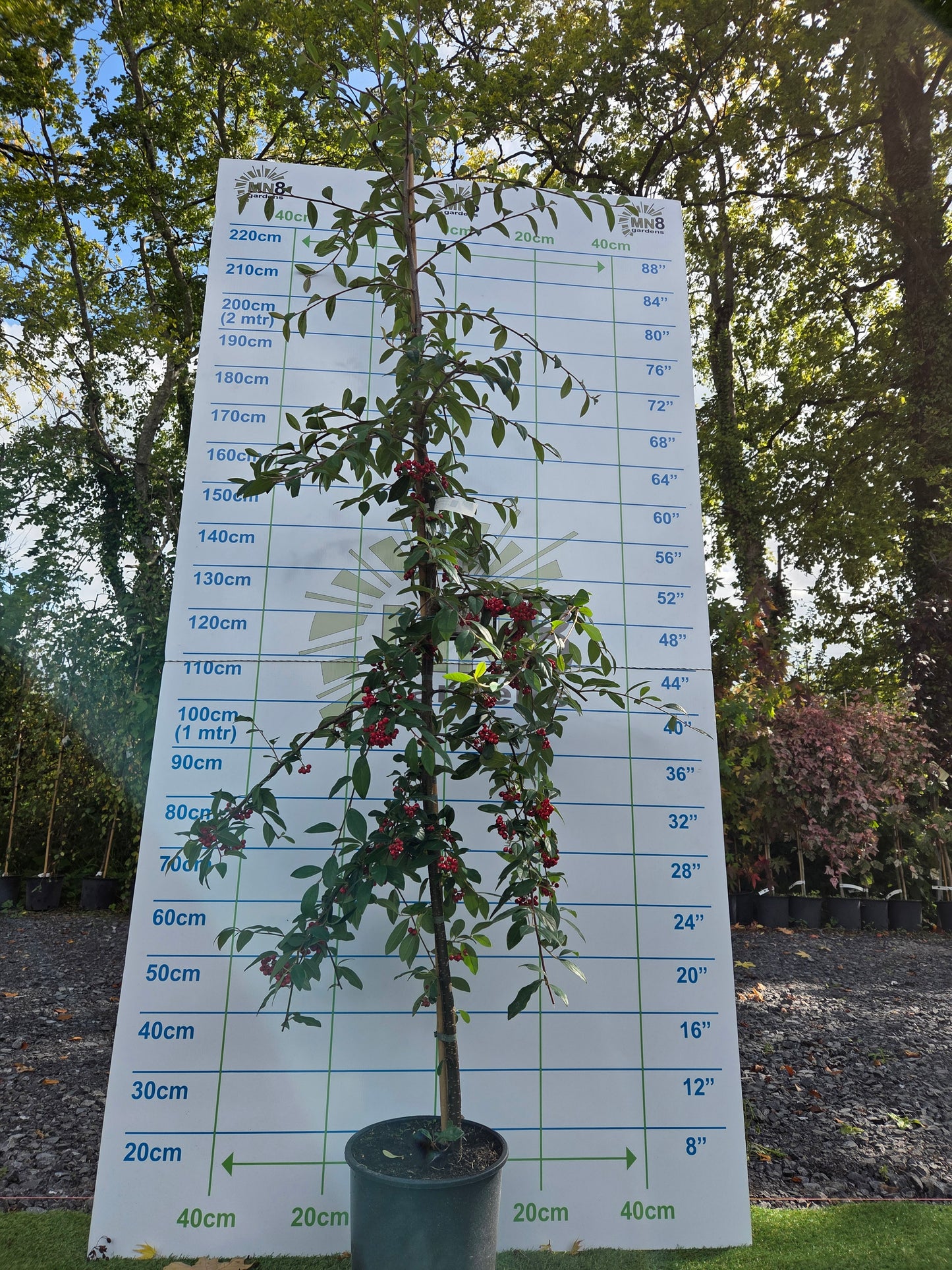 Cotoneaster Hybrida Pendula.