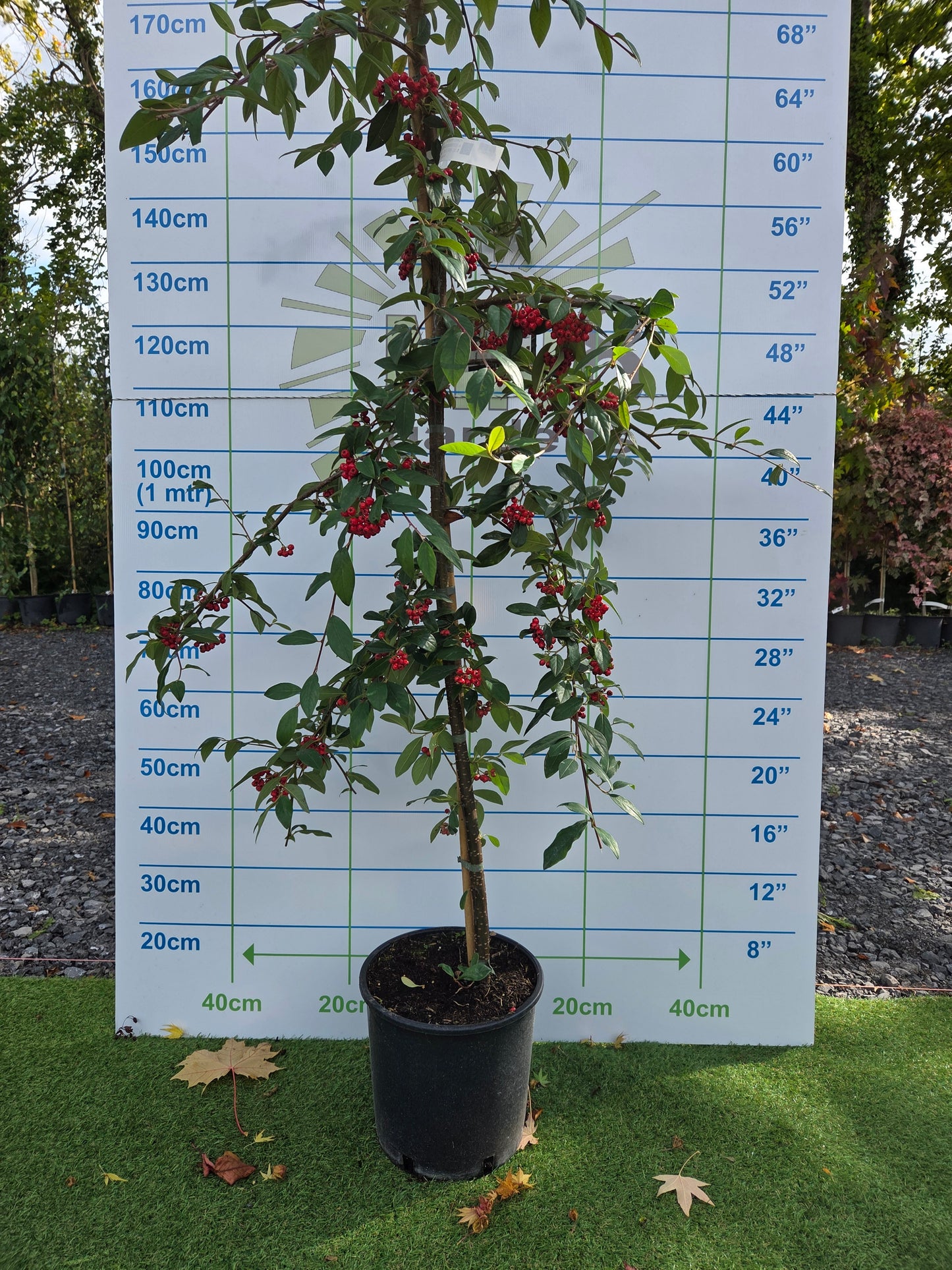 Cotoneaster Hybrida Pendula.
