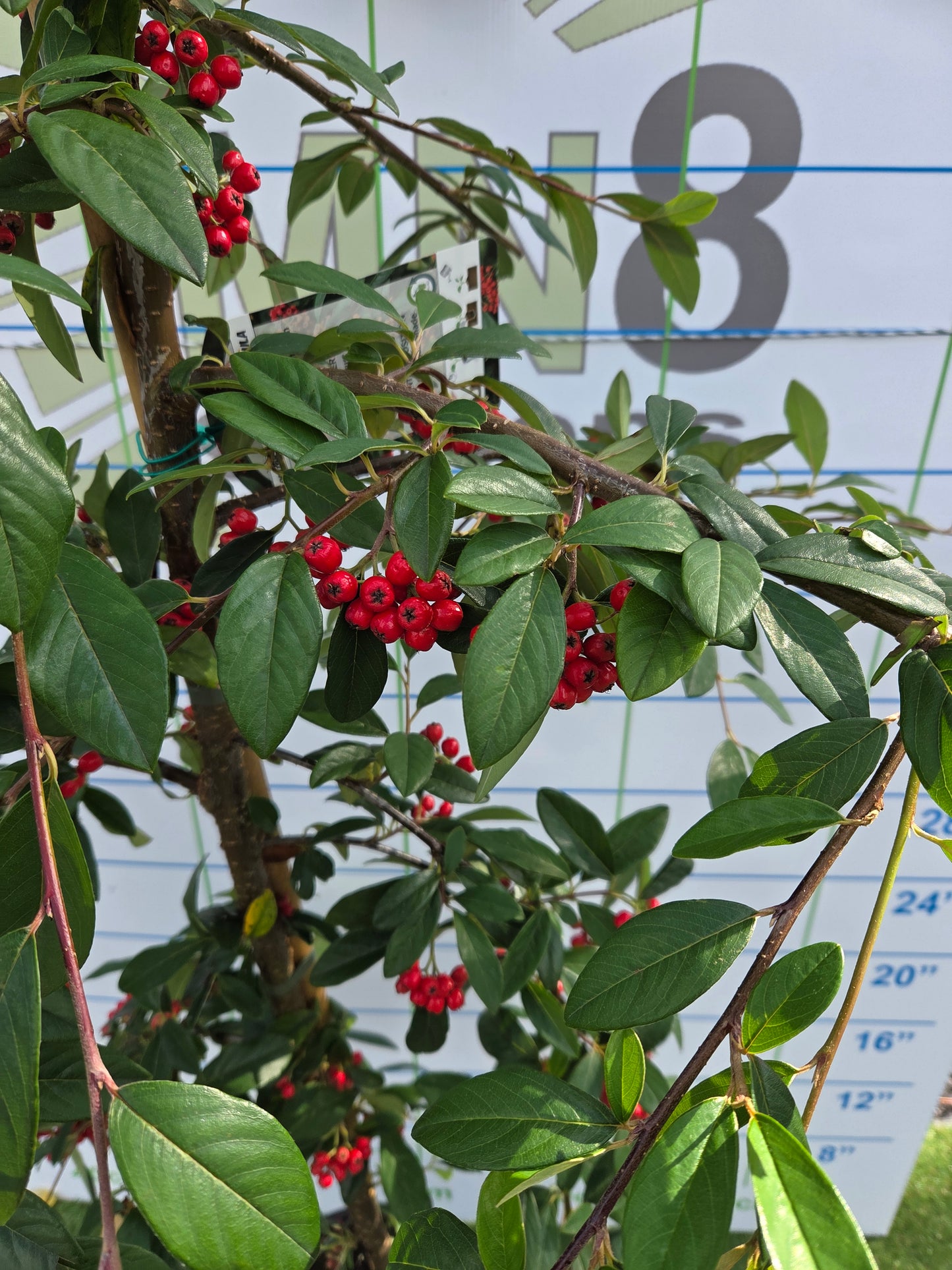 Cotoneaster Hybrida Pendula.