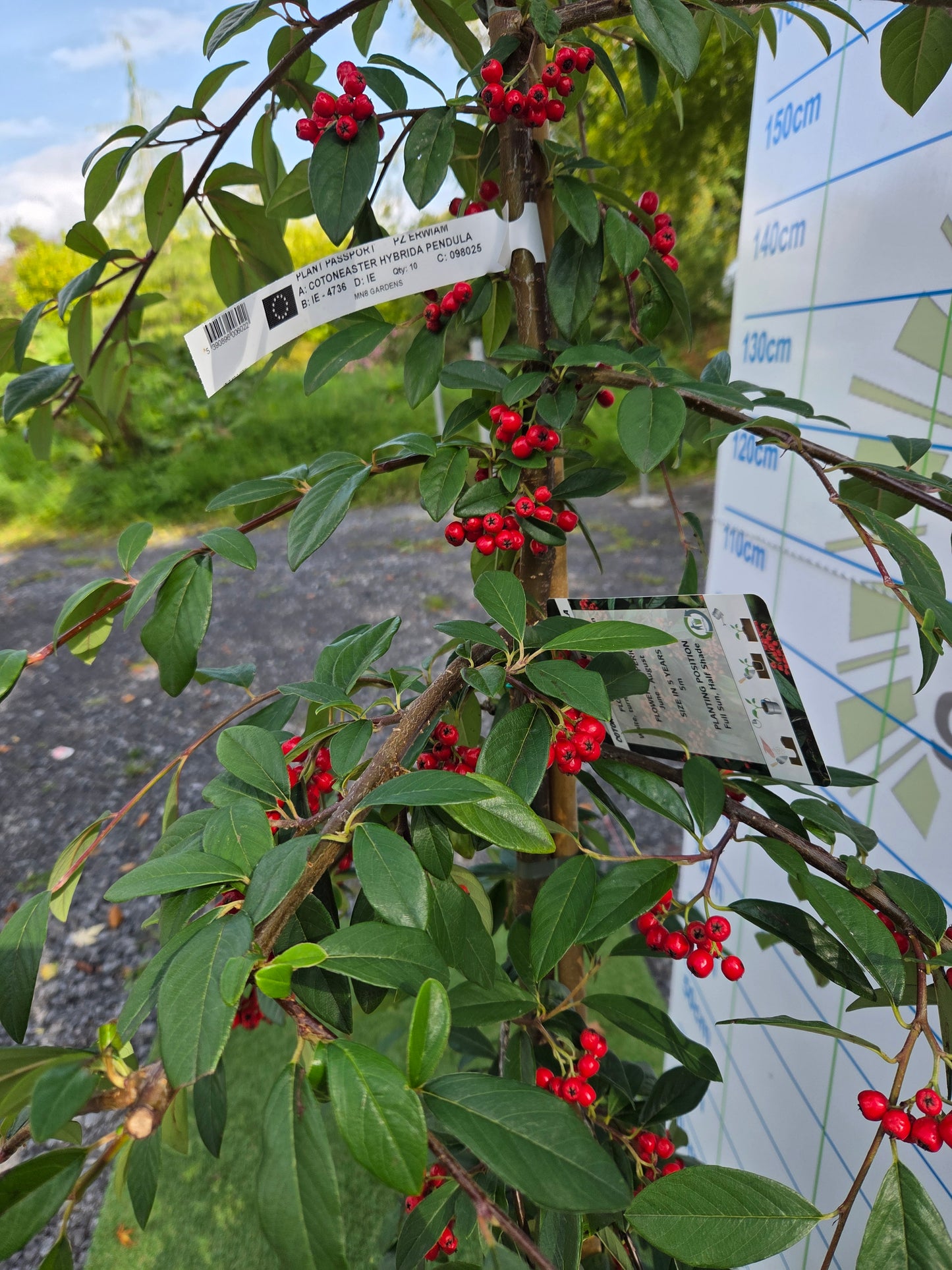 Cotoneaster Hybrida Pendula.