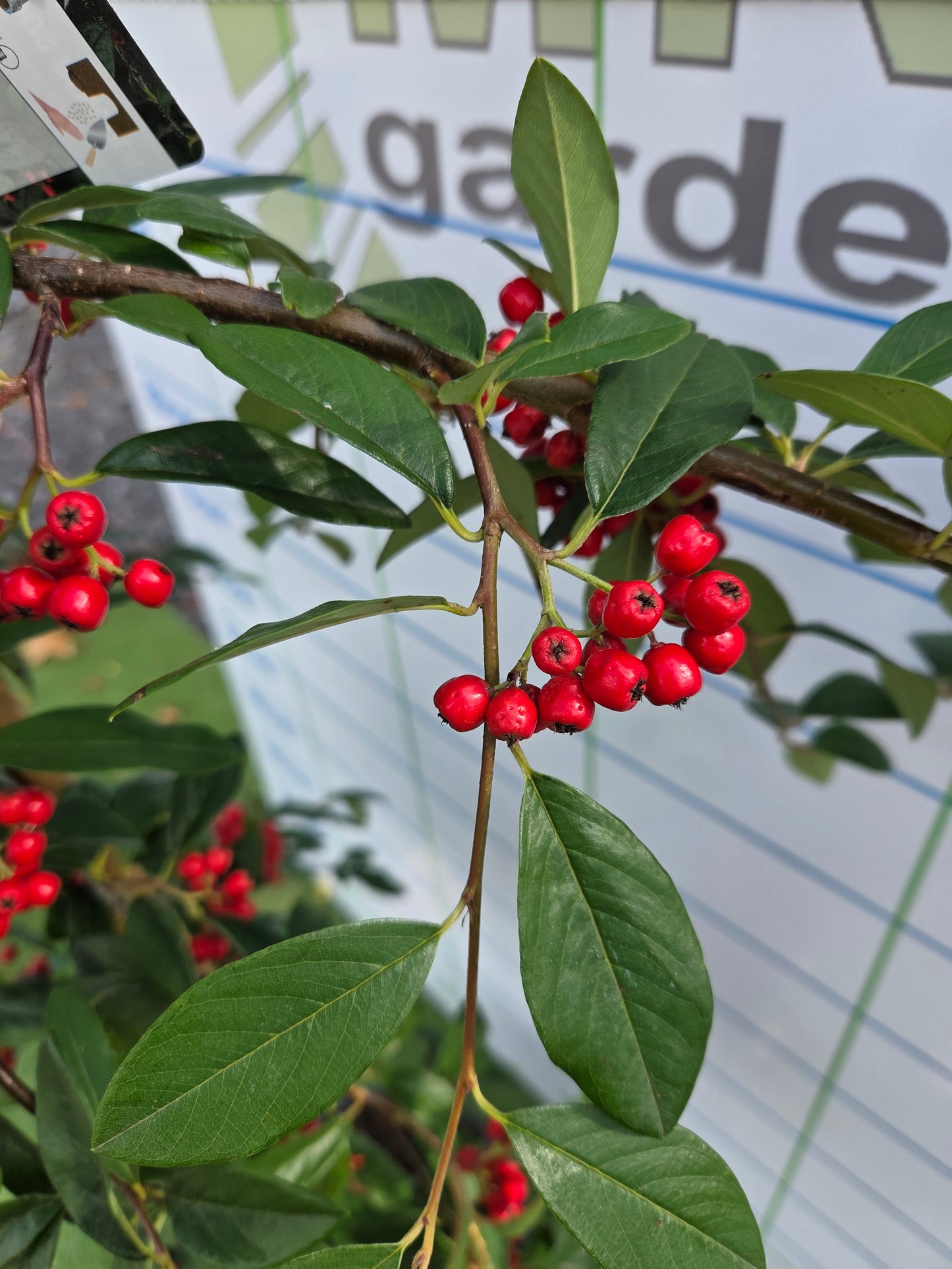 Cotoneaster Hybrida Pendula.