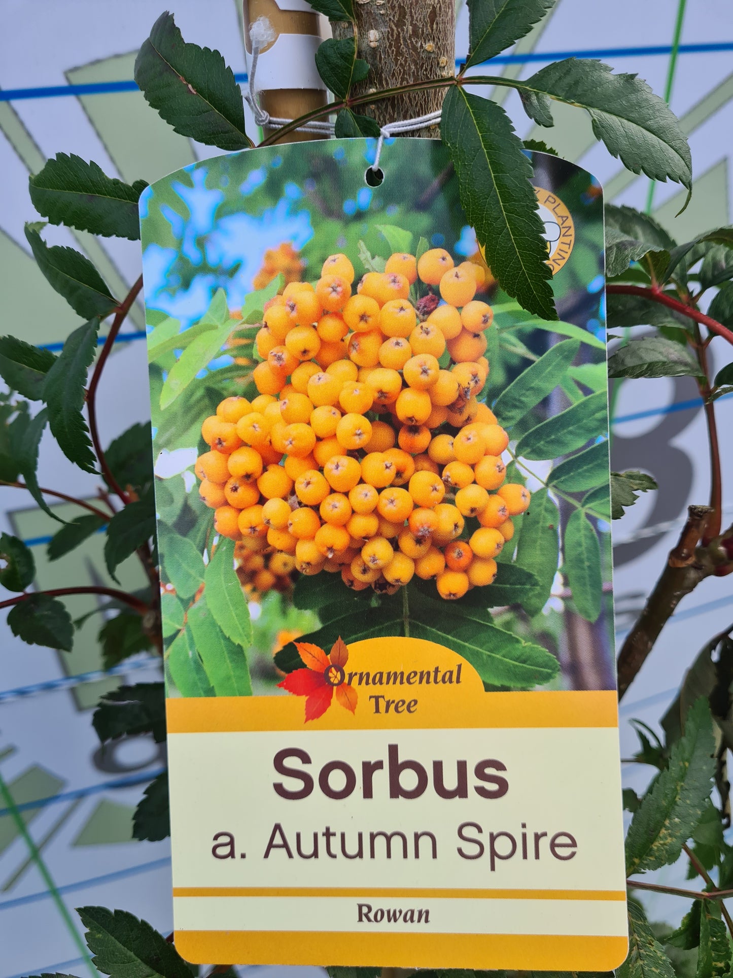 Sorbus Autumn Spire. (Mountain Ash)