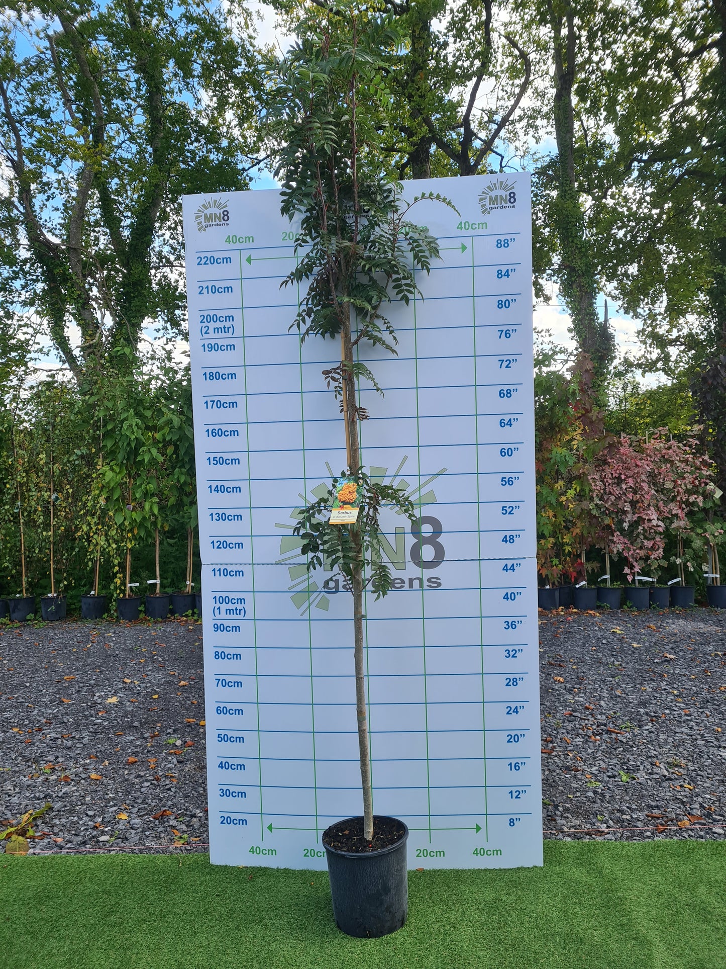 Sorbus Autumn Spire. (Mountain Ash)