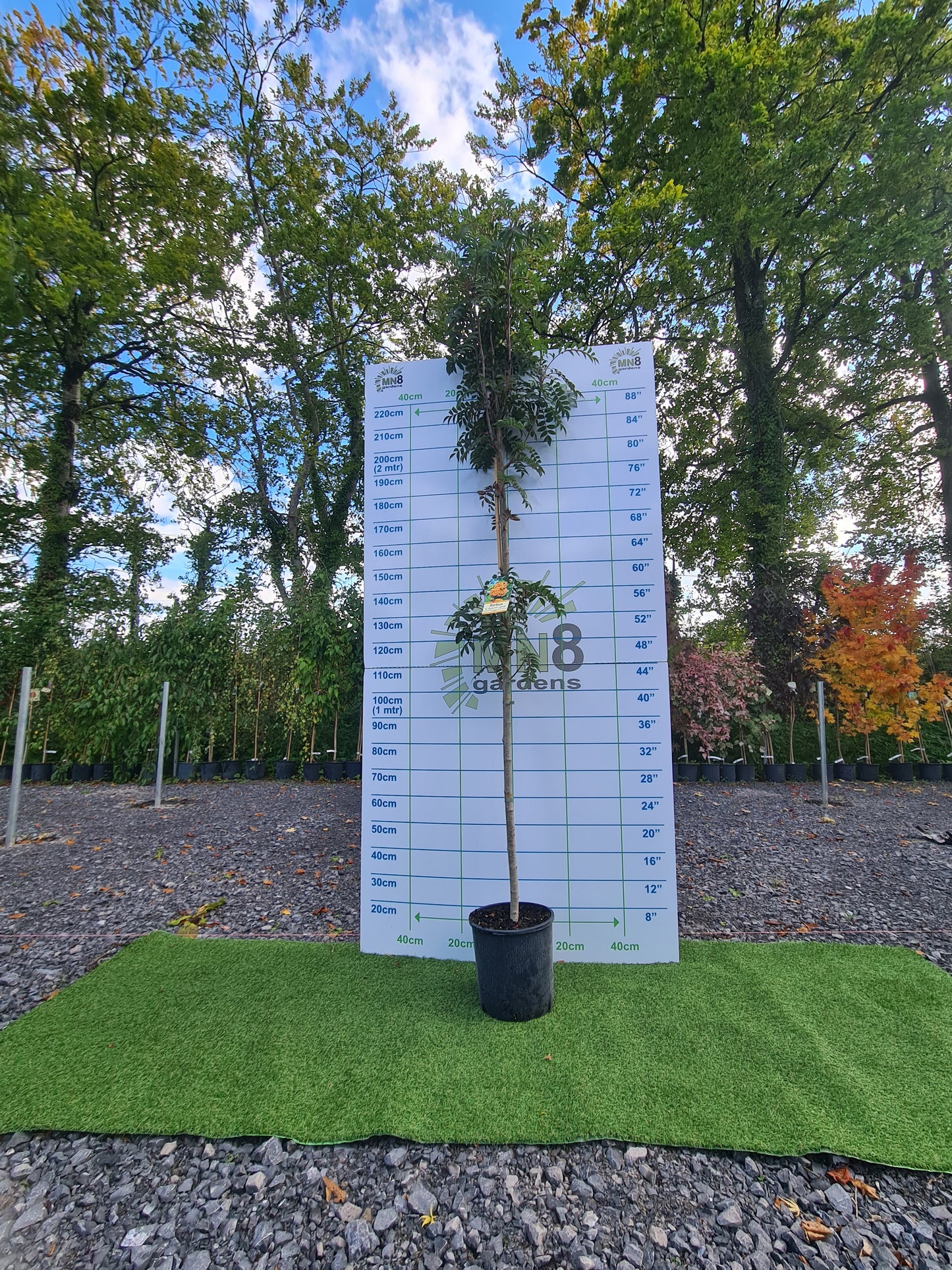 Sorbus Autumn Spire. (Mountain Ash)