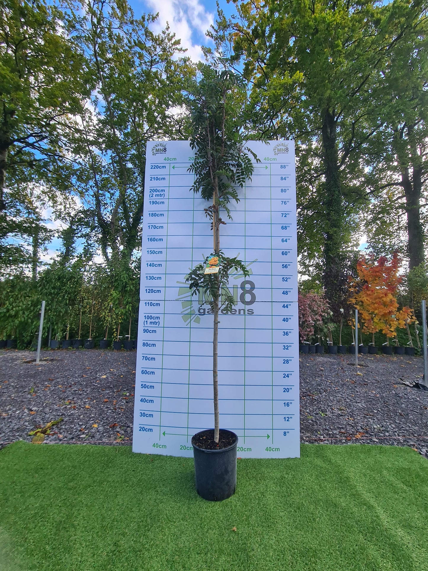 Sorbus Autumn Spire. (Mountain Ash)