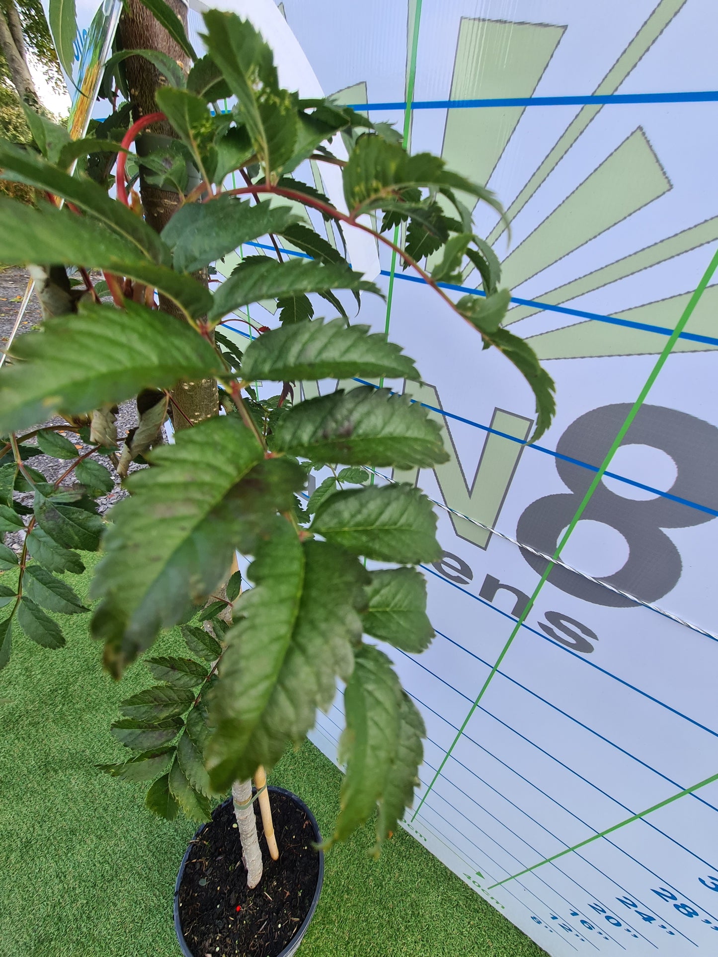 Sorbus Autumn Spire. (Mountain Ash)