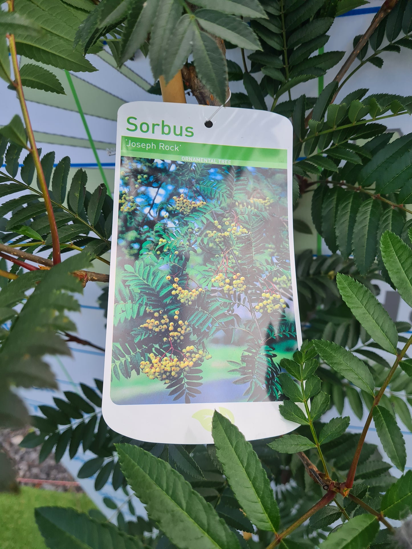 Sorbus Joseph's Rock