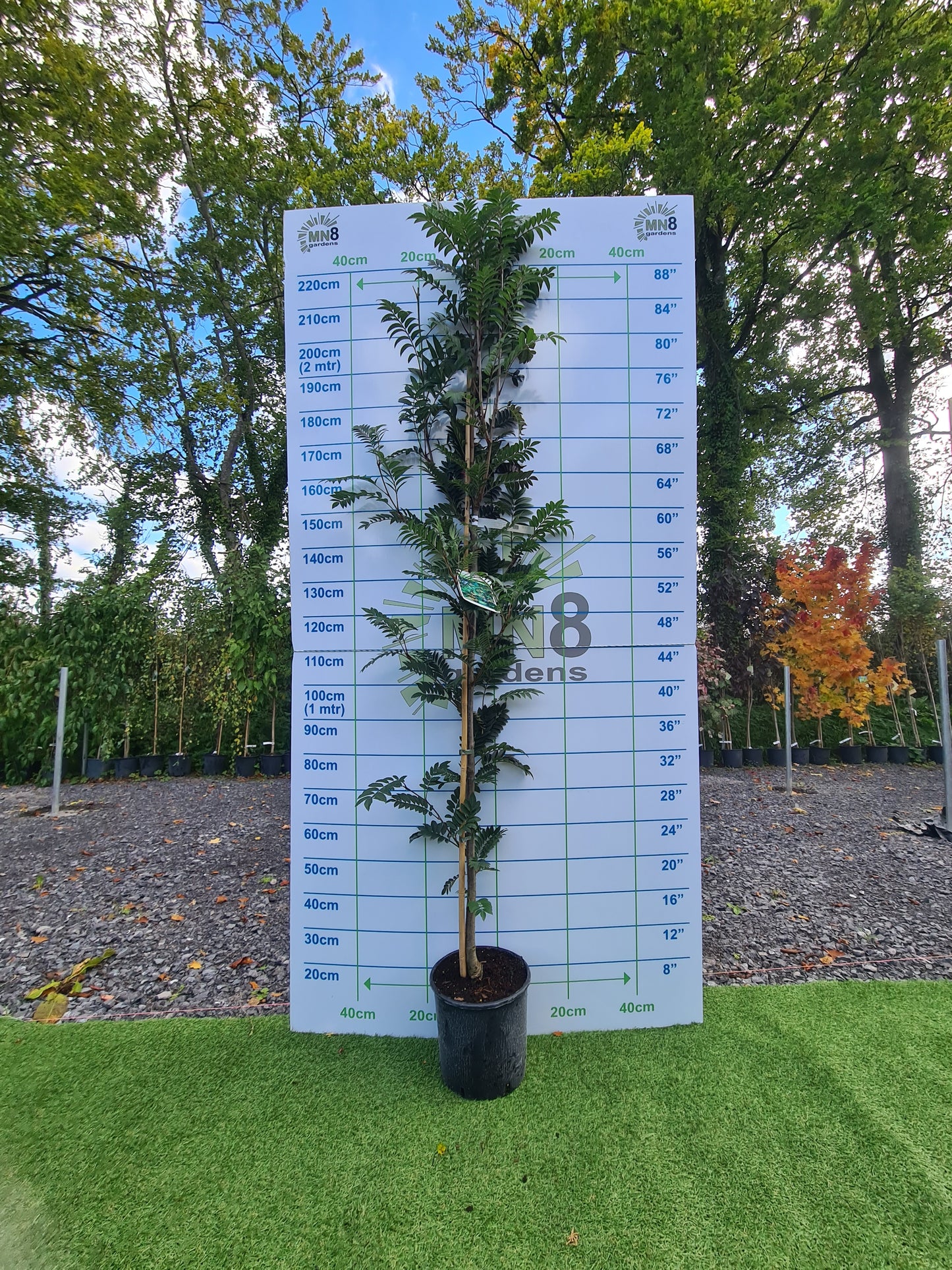 Sorbus Joseph's Rock