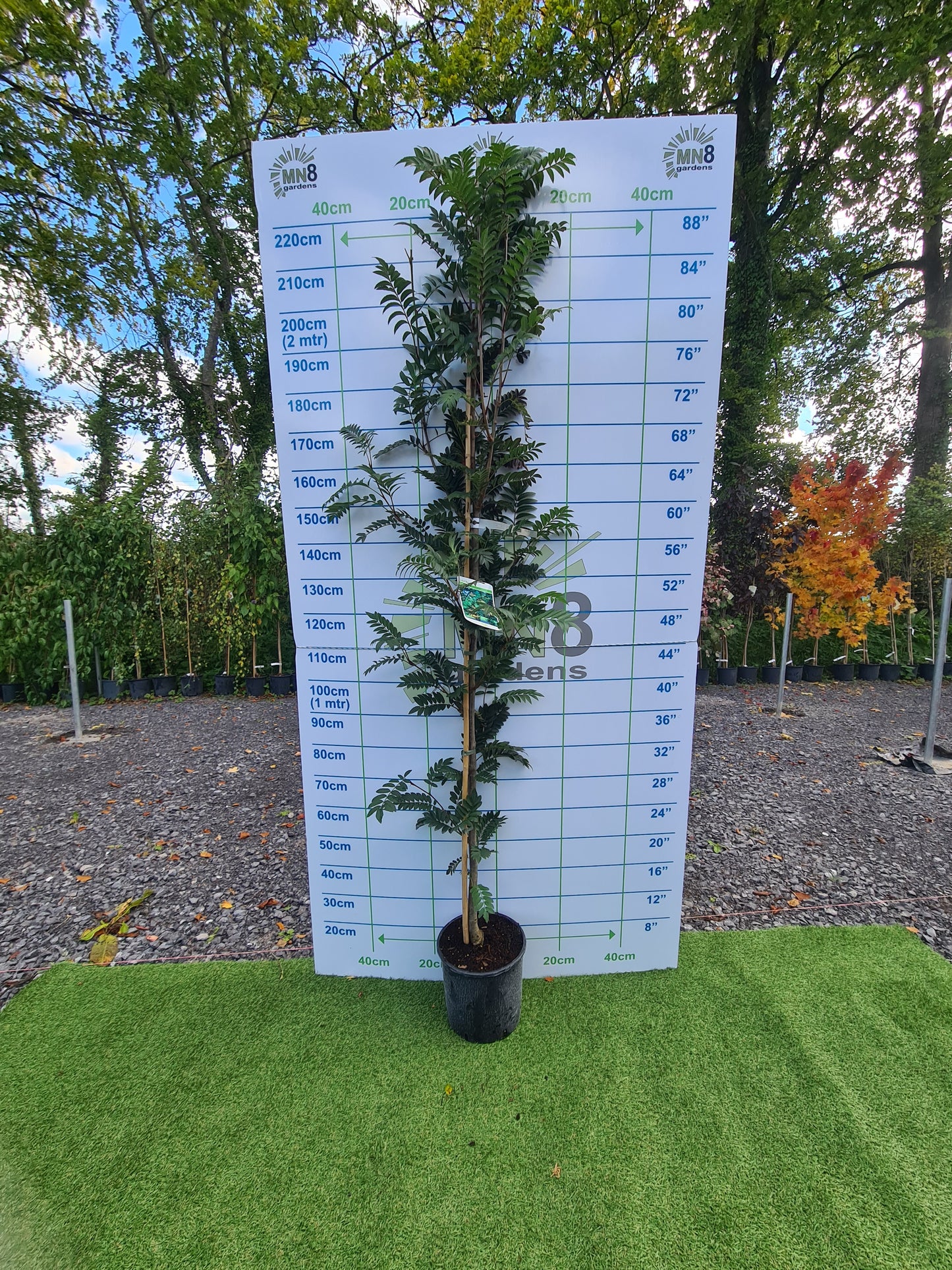 Sorbus Joseph's Rock