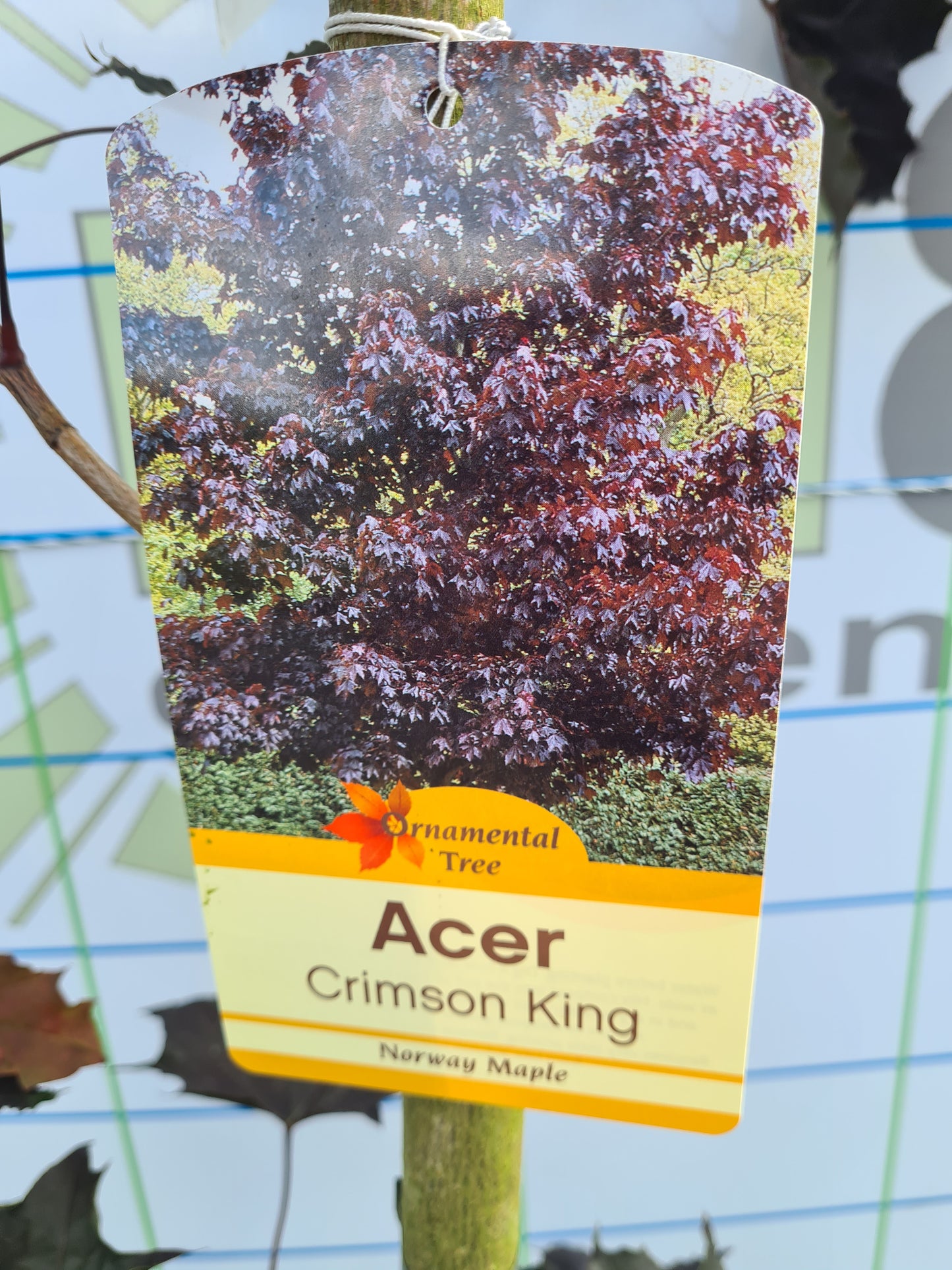 Acer Crimson King.