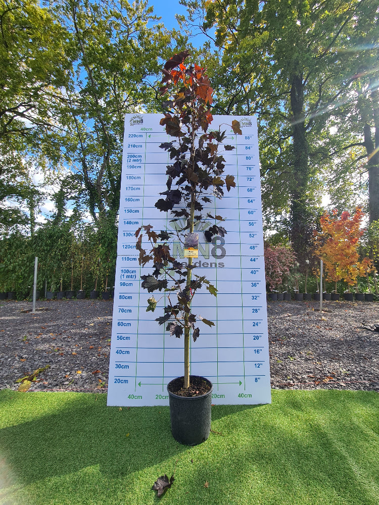 * * Special LARGE Acer Tree Bundle. ** 3 For €135.00