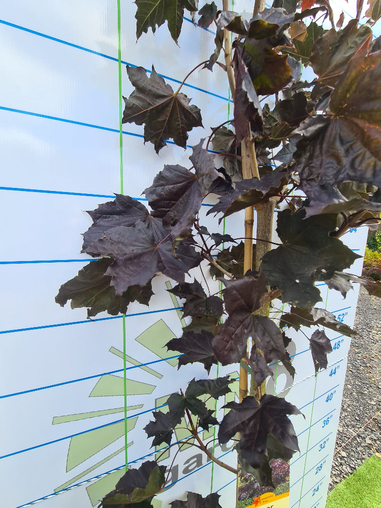 * * Special LARGE Acer Tree Bundle. ** 3 For €135.00