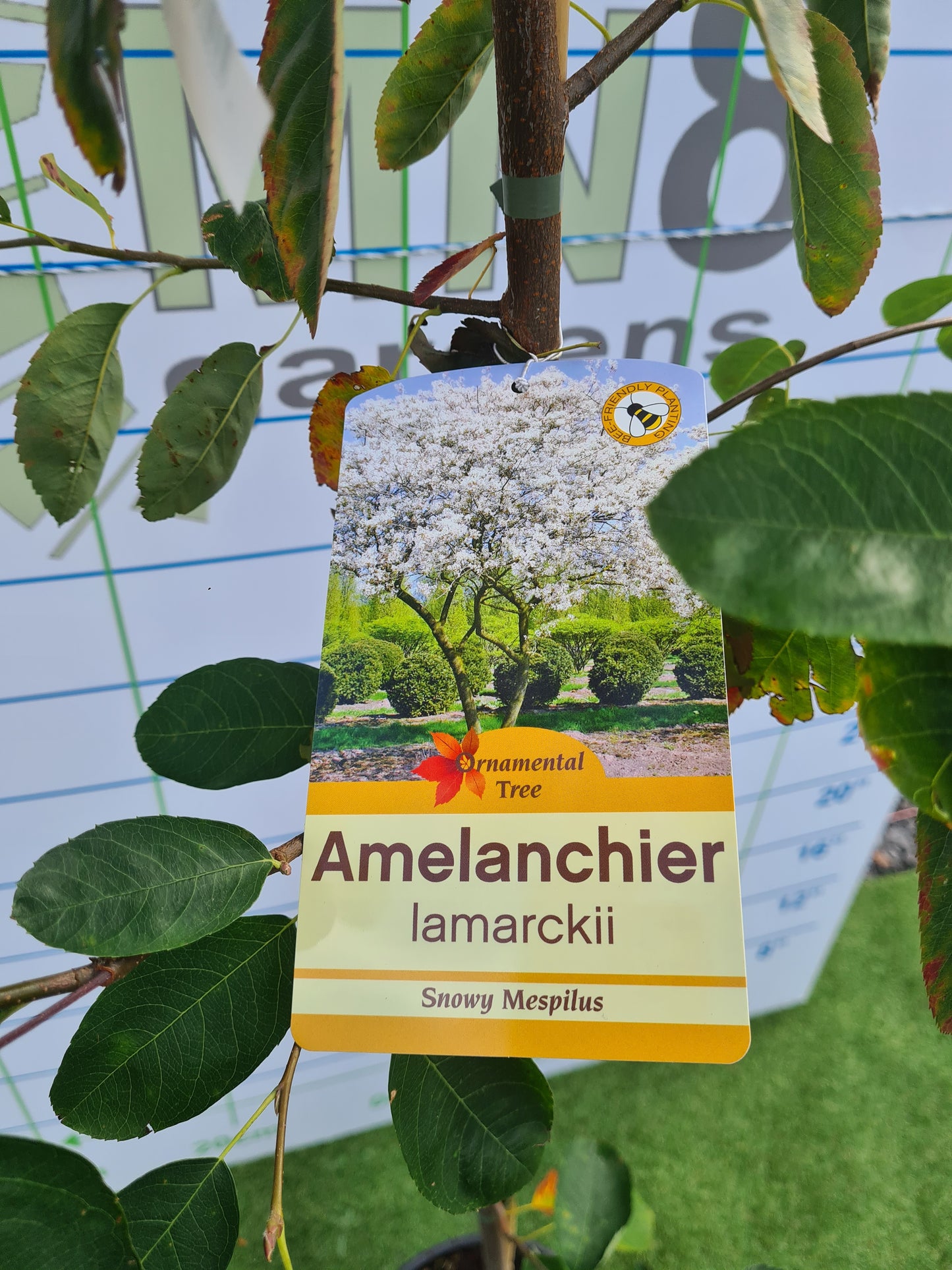 Amelanchier Lamarckii