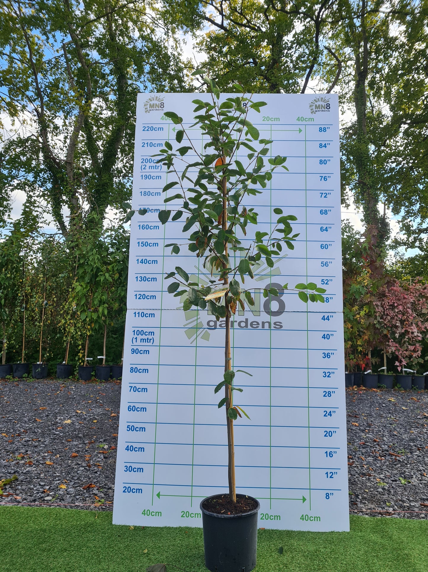 Amelanchier Lamarckii