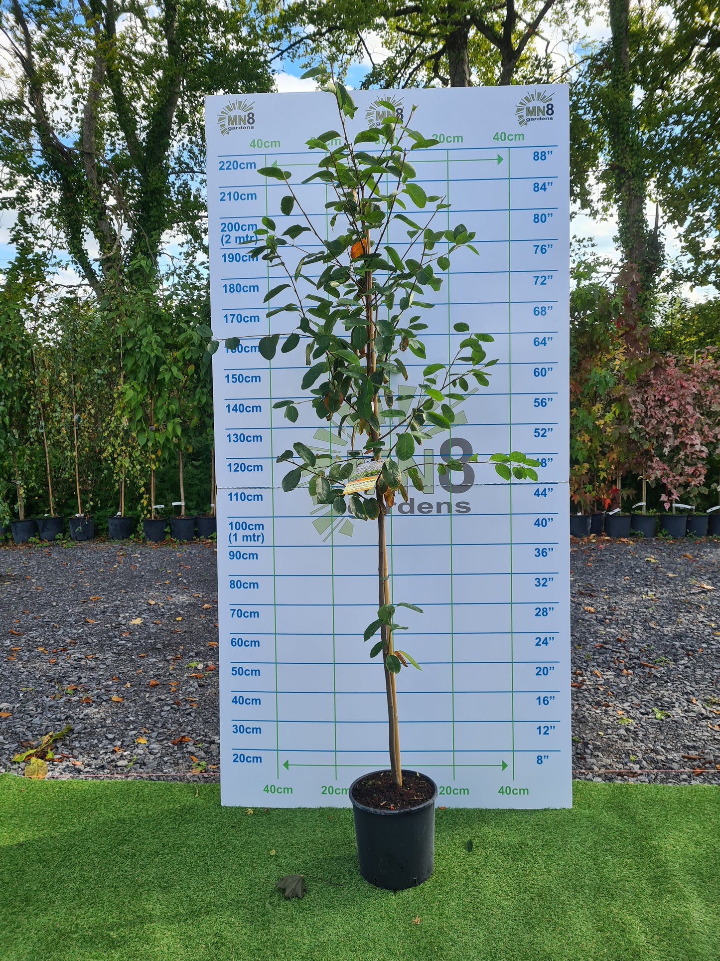 Amelanchier Lamarckii