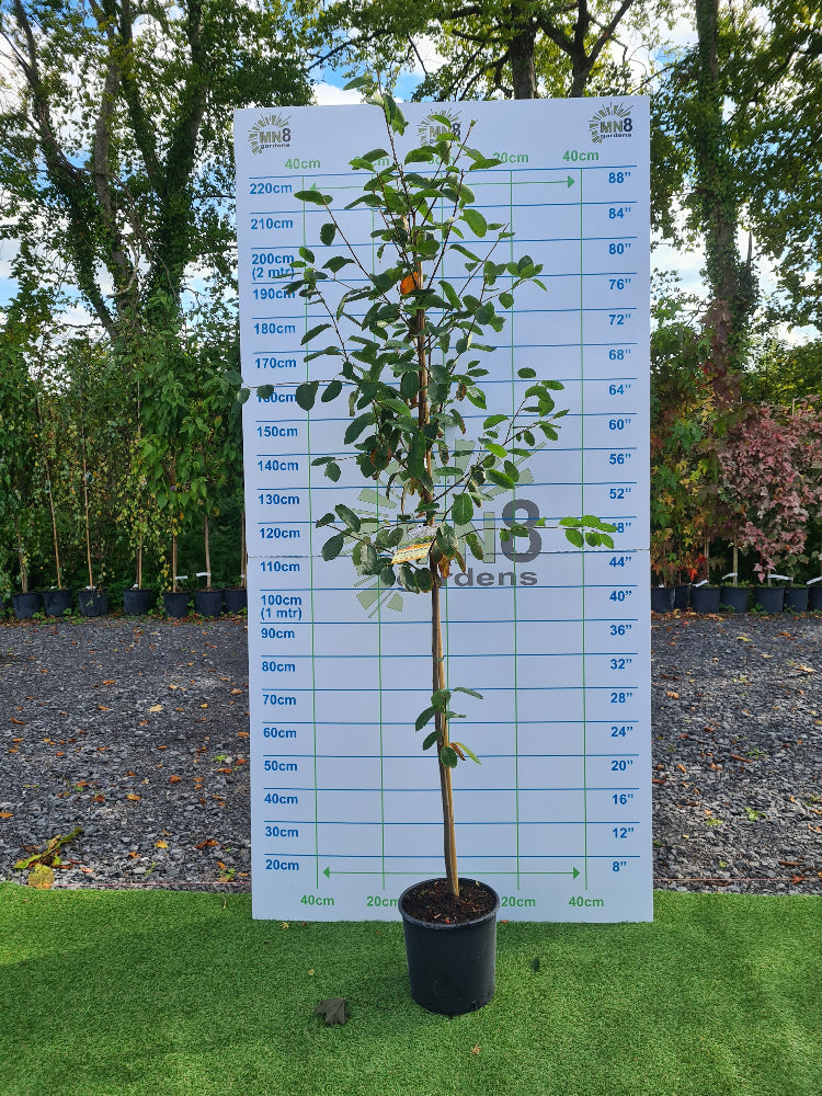 ** Special Offer ** Amelanchier Lamarckii €45.00