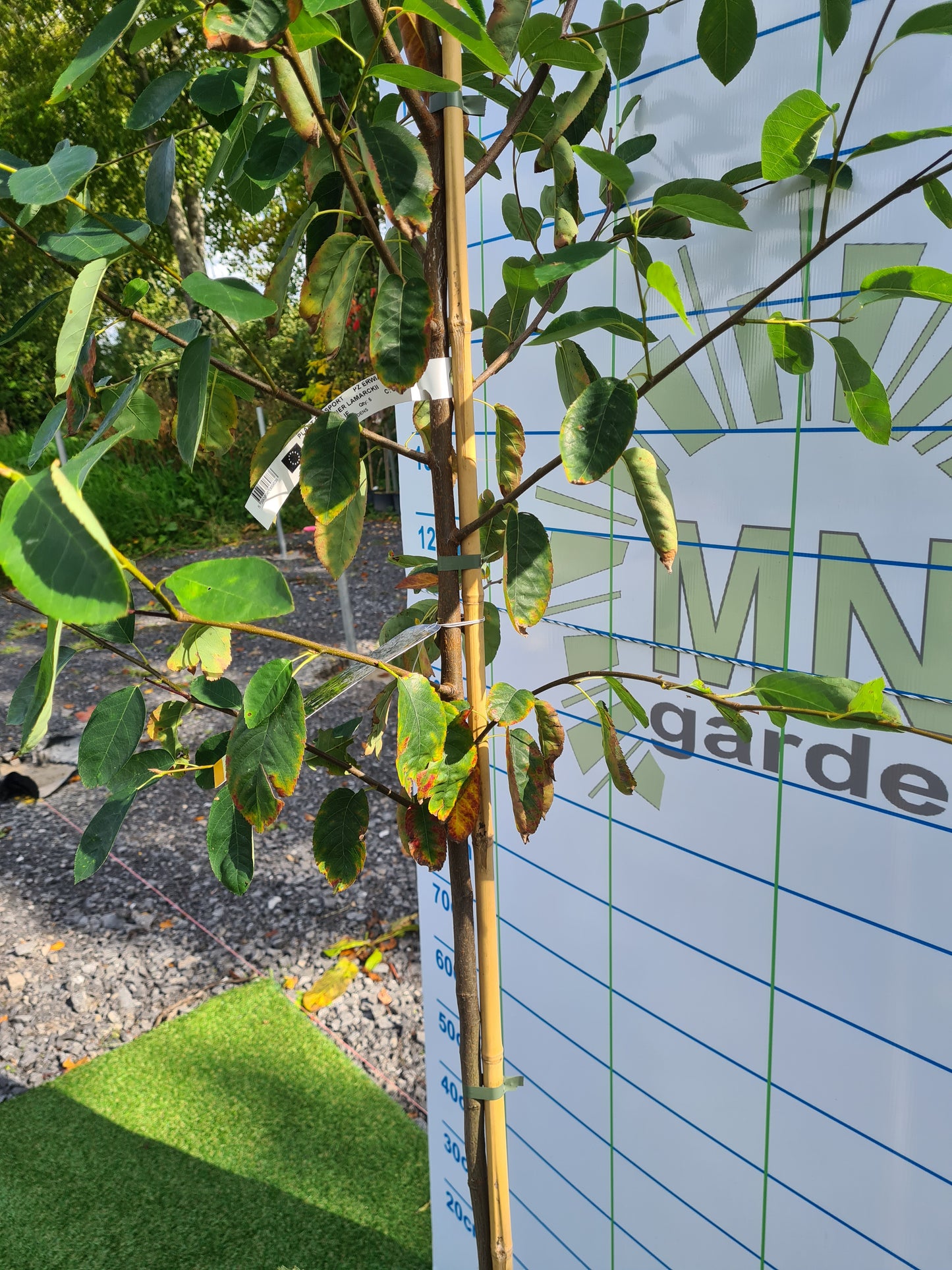 Amelanchier Lamarckii