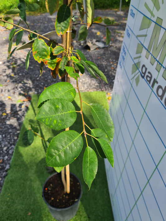Amelanchier Lamarckii