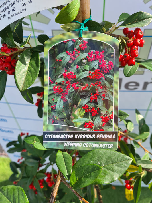 Cotoneaster Hybrida Pendula.