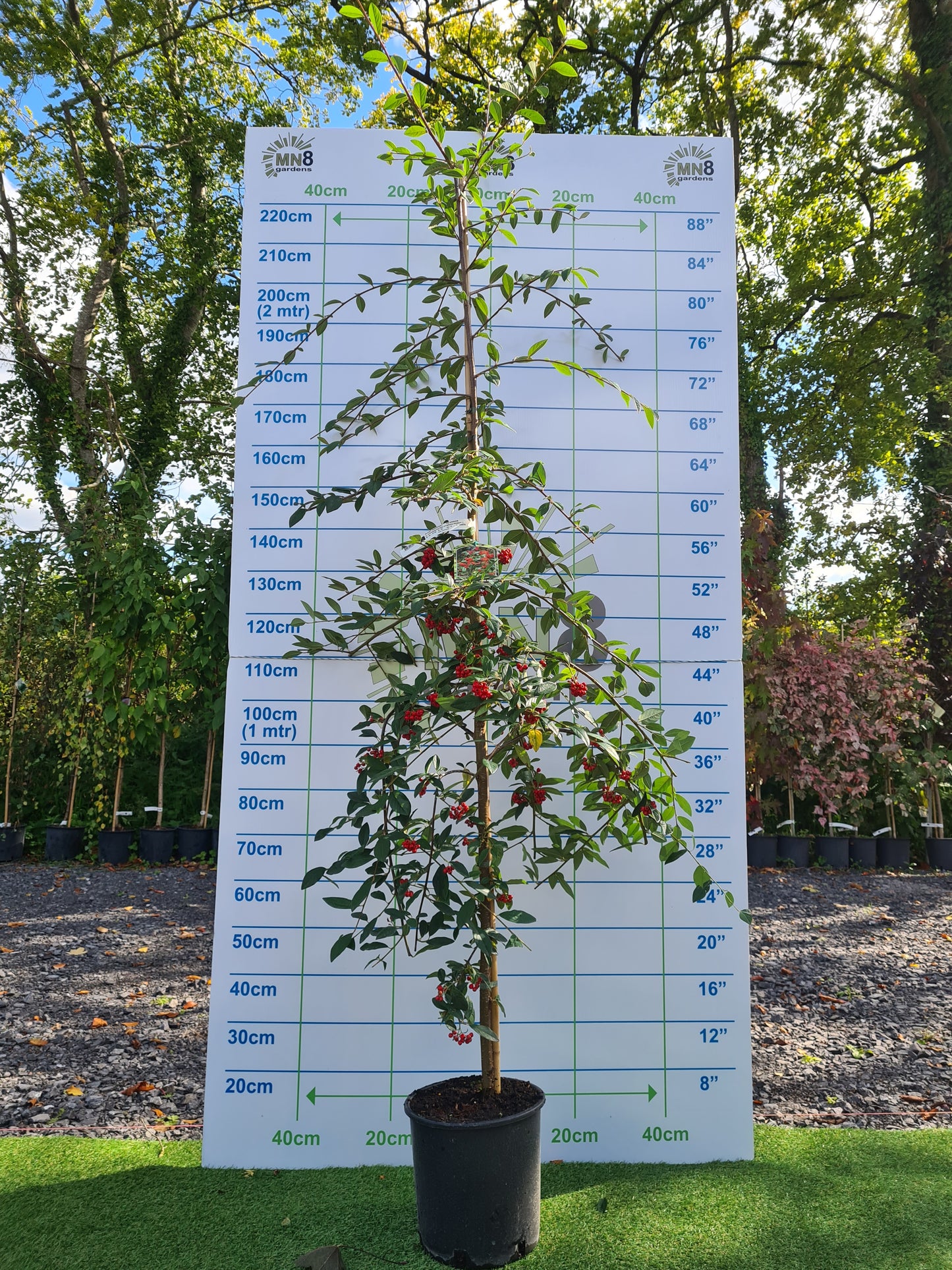 Cotoneaster Hybrida Pendula.