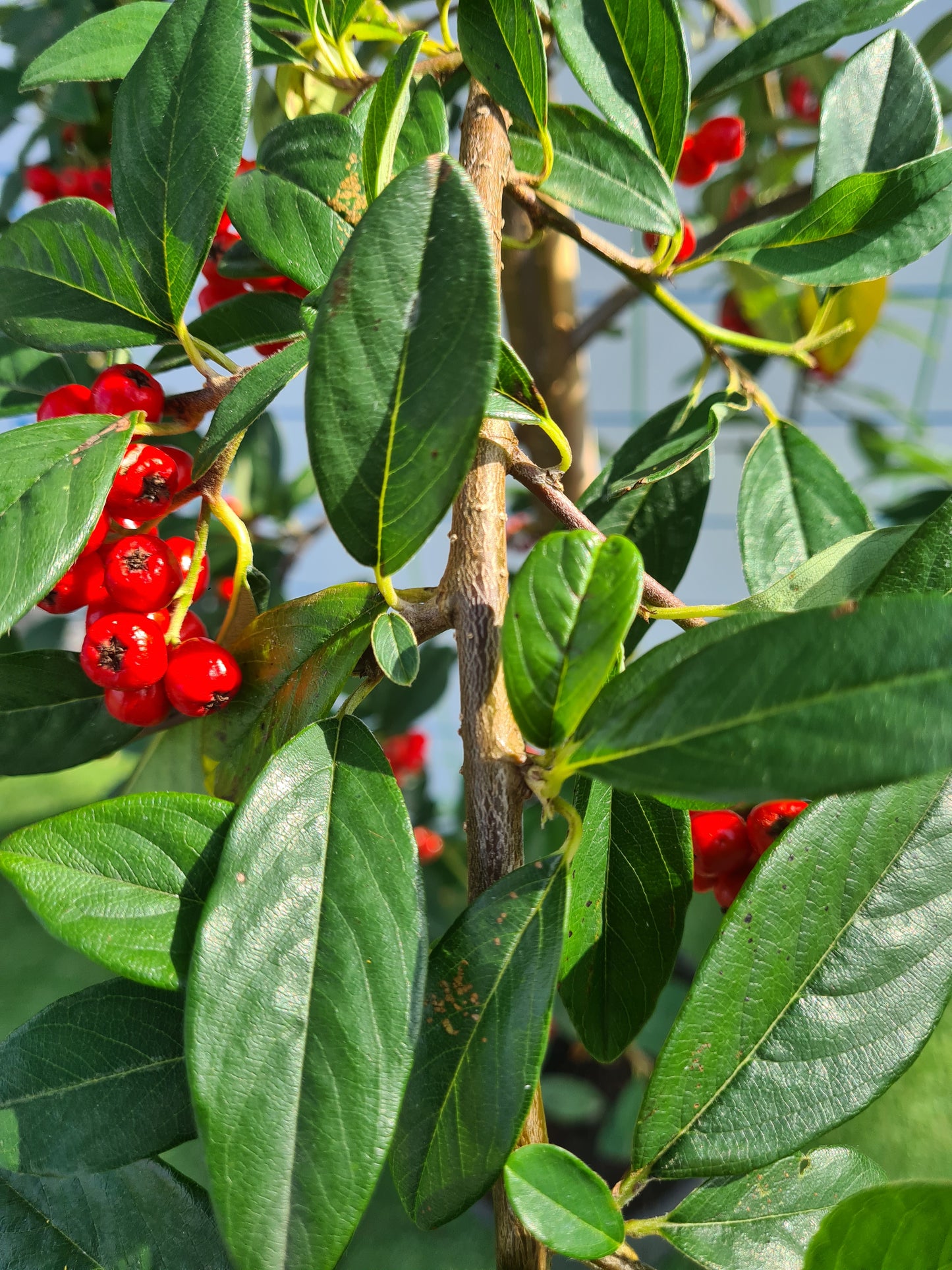 Cotoneaster Hybrida Pendula.