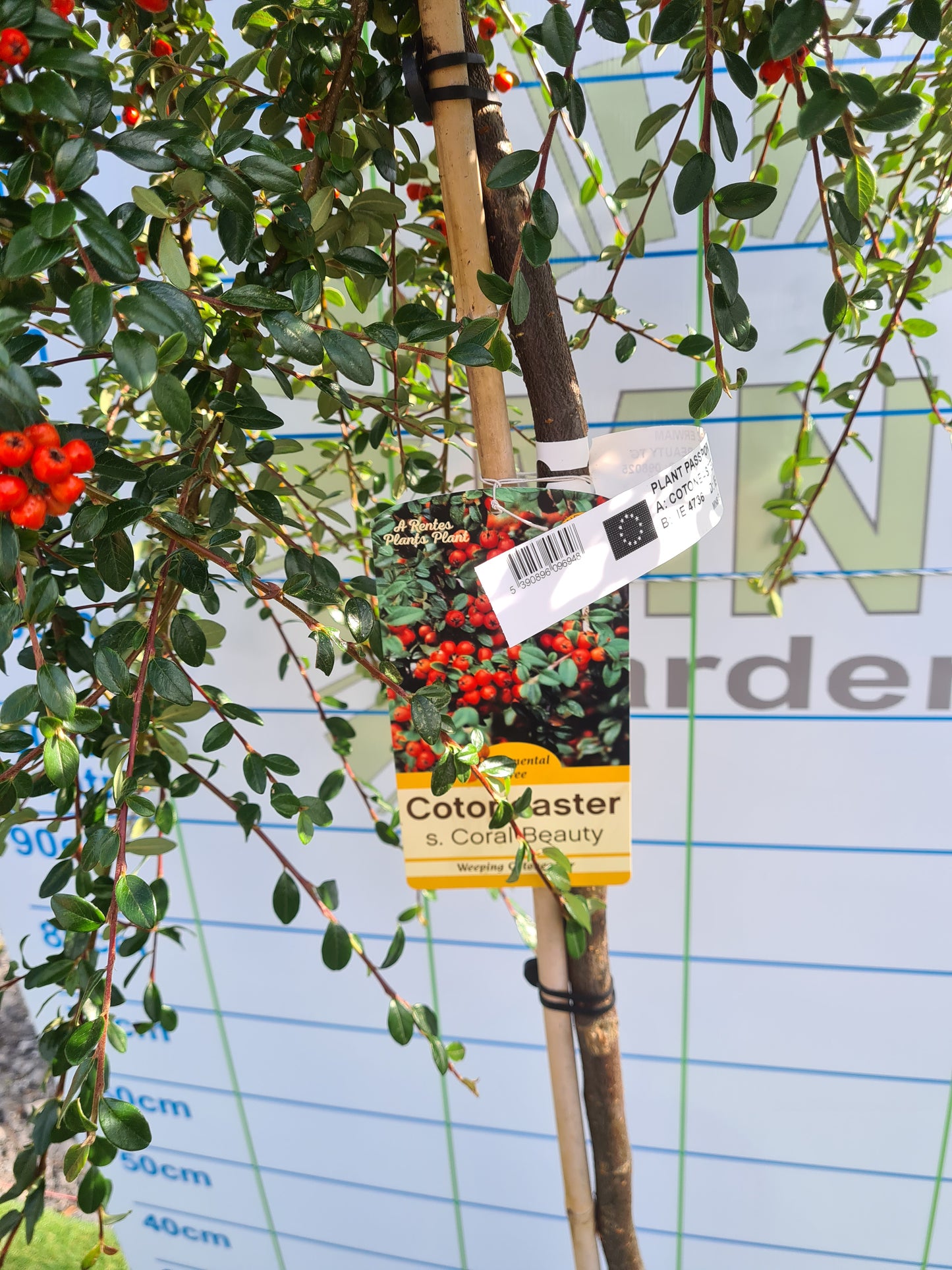 Cotonoeaster Coral Beauty - 1/2 standard