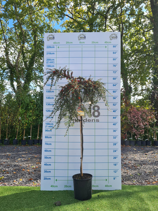 Cotonoeaster Coral Beauty - 1/2 standard