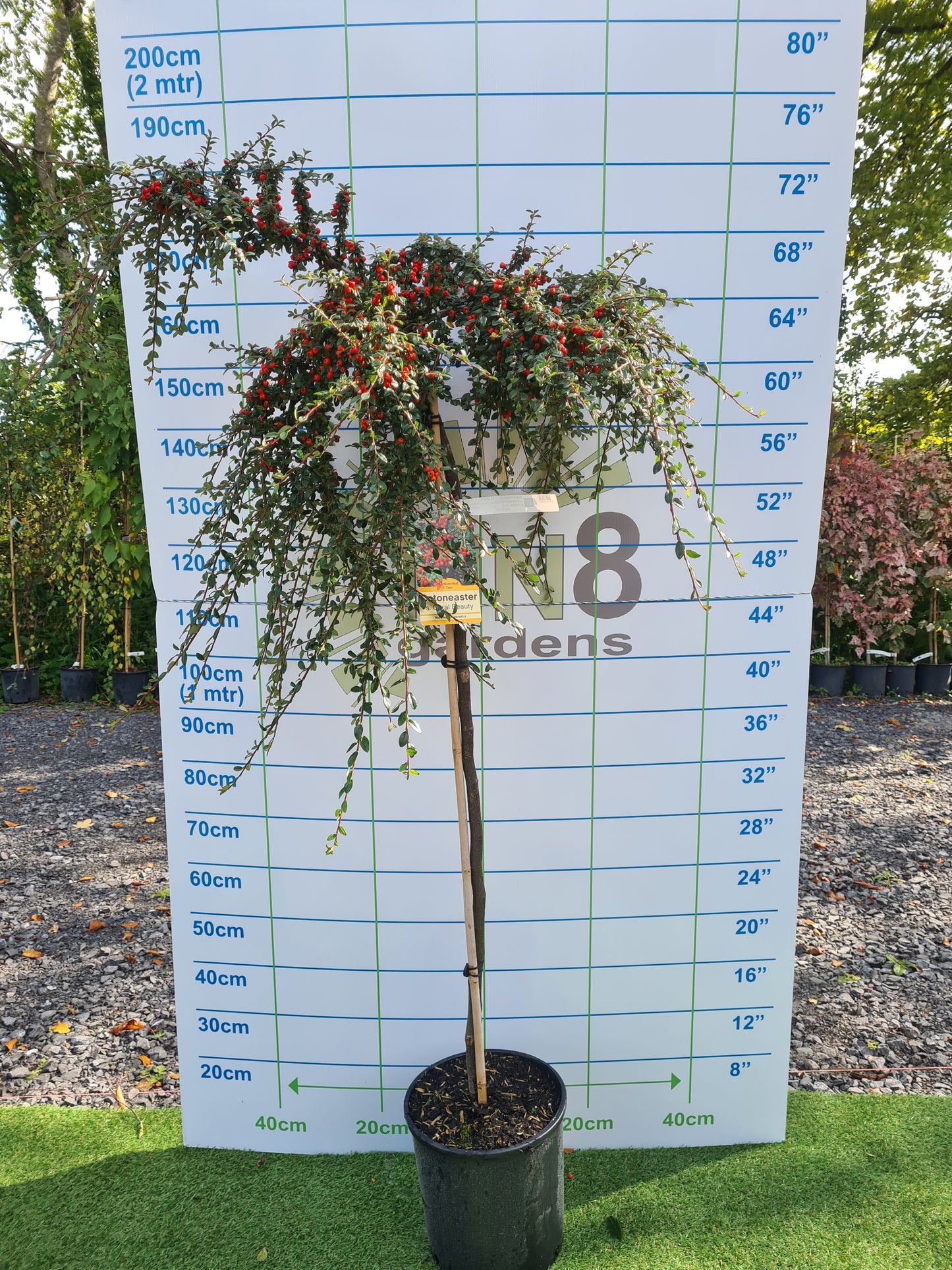 Cotonoeaster Coral Beauty - 1/2 standard