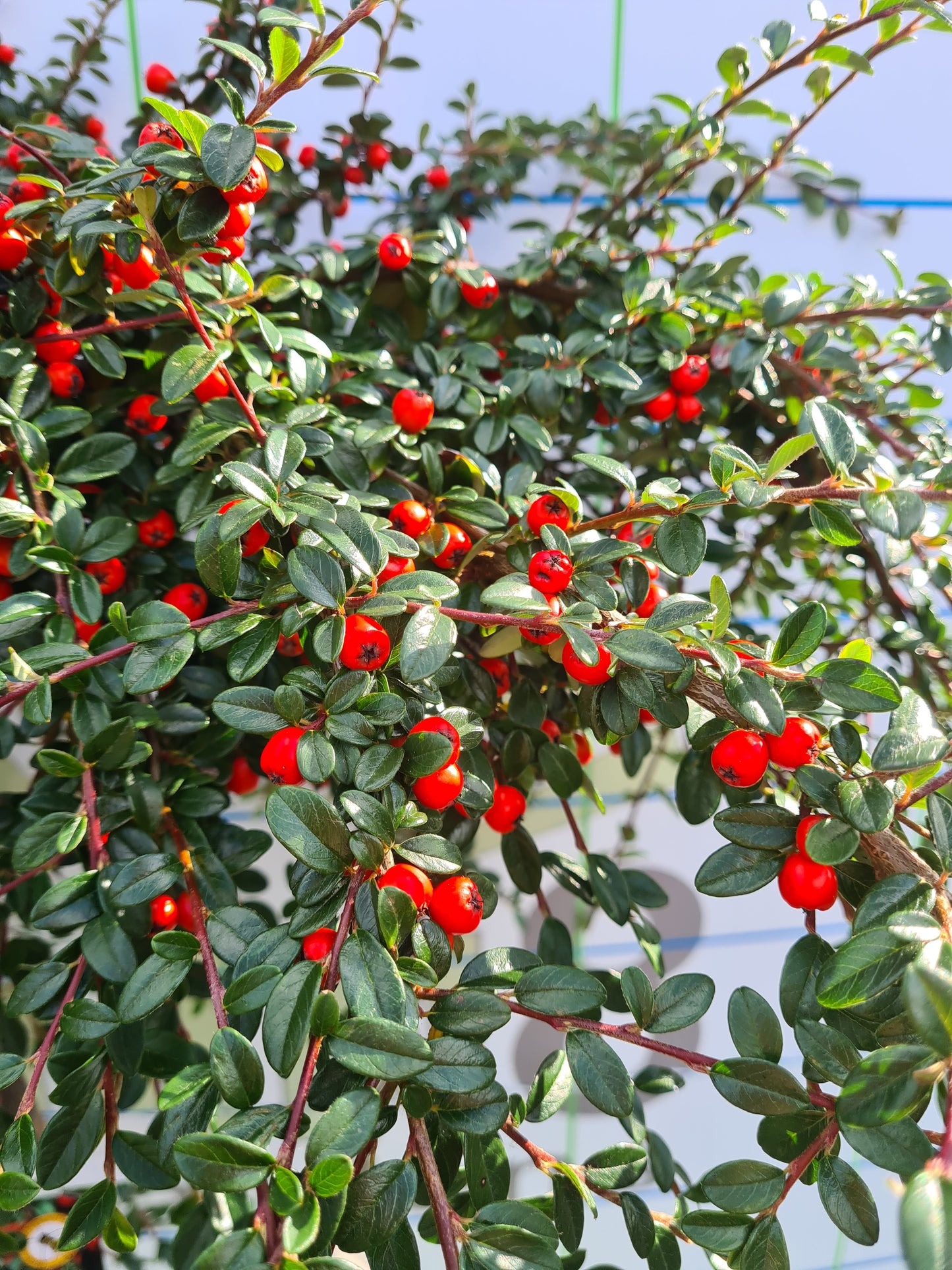 Cotonoeaster Coral Beauty - 1/2 standard