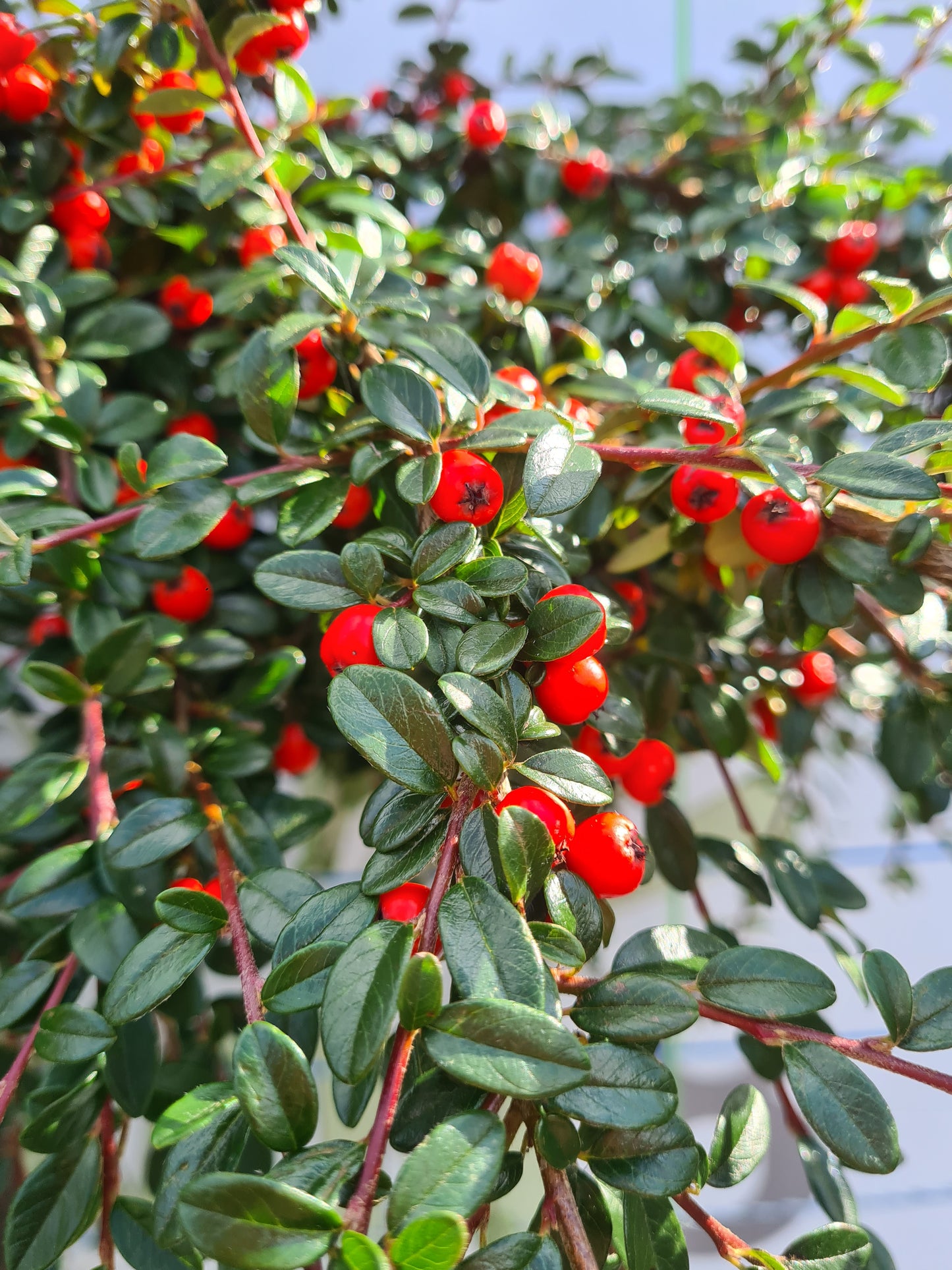 Cotonoeaster Coral Beauty - 1/2 standard