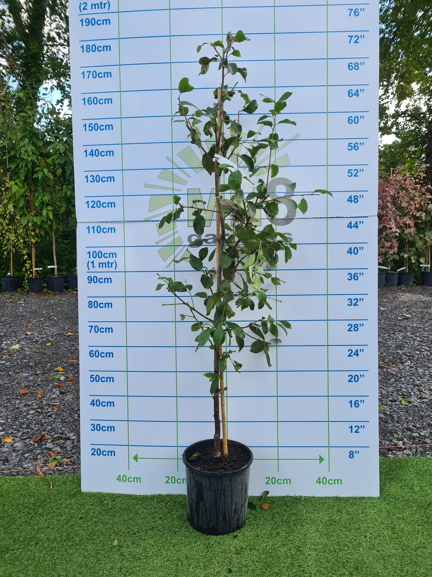 Mixed Fruit Tree Bundle. Special Offer