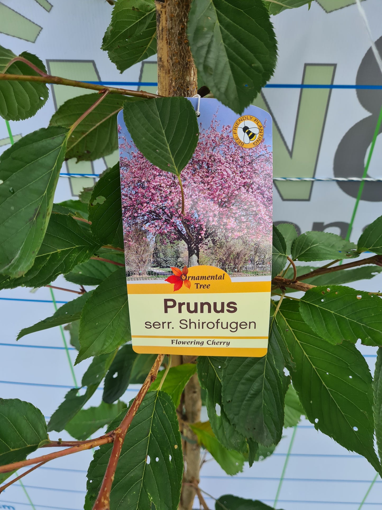 Prunus Serrulata Shirofugen (Cherry)